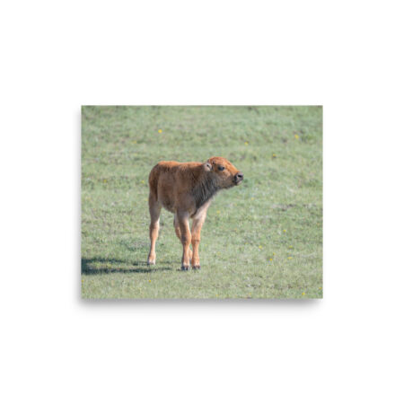 Baby Bison! Photo paper poster