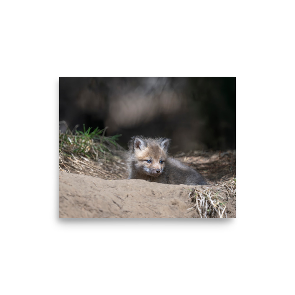 Baby Red fox waiting for Mom! Photo paper poster