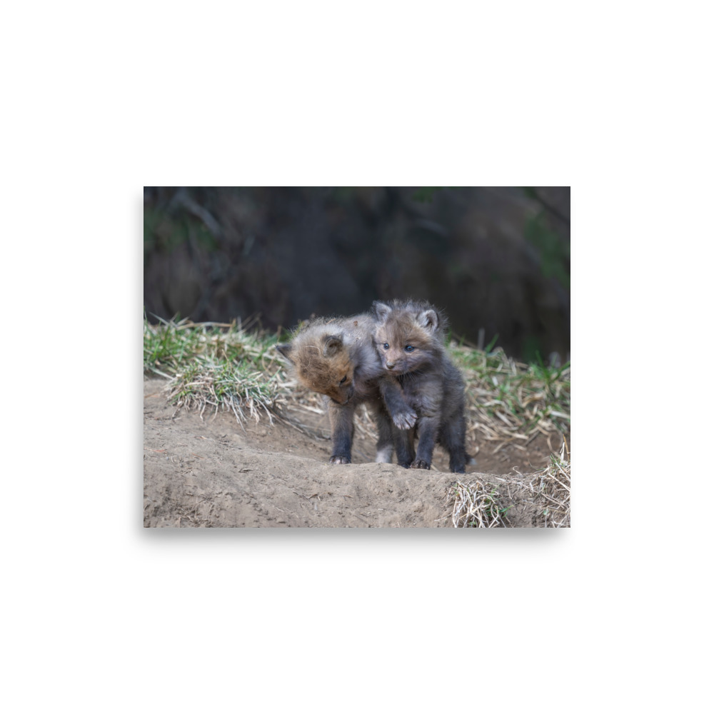 Brothers in Arms Red fox kits! Photo paper poster