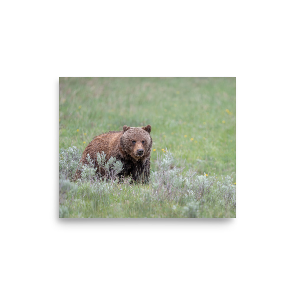 Hungry Grizzly in a Meadow! Photo paper poster - Image 21