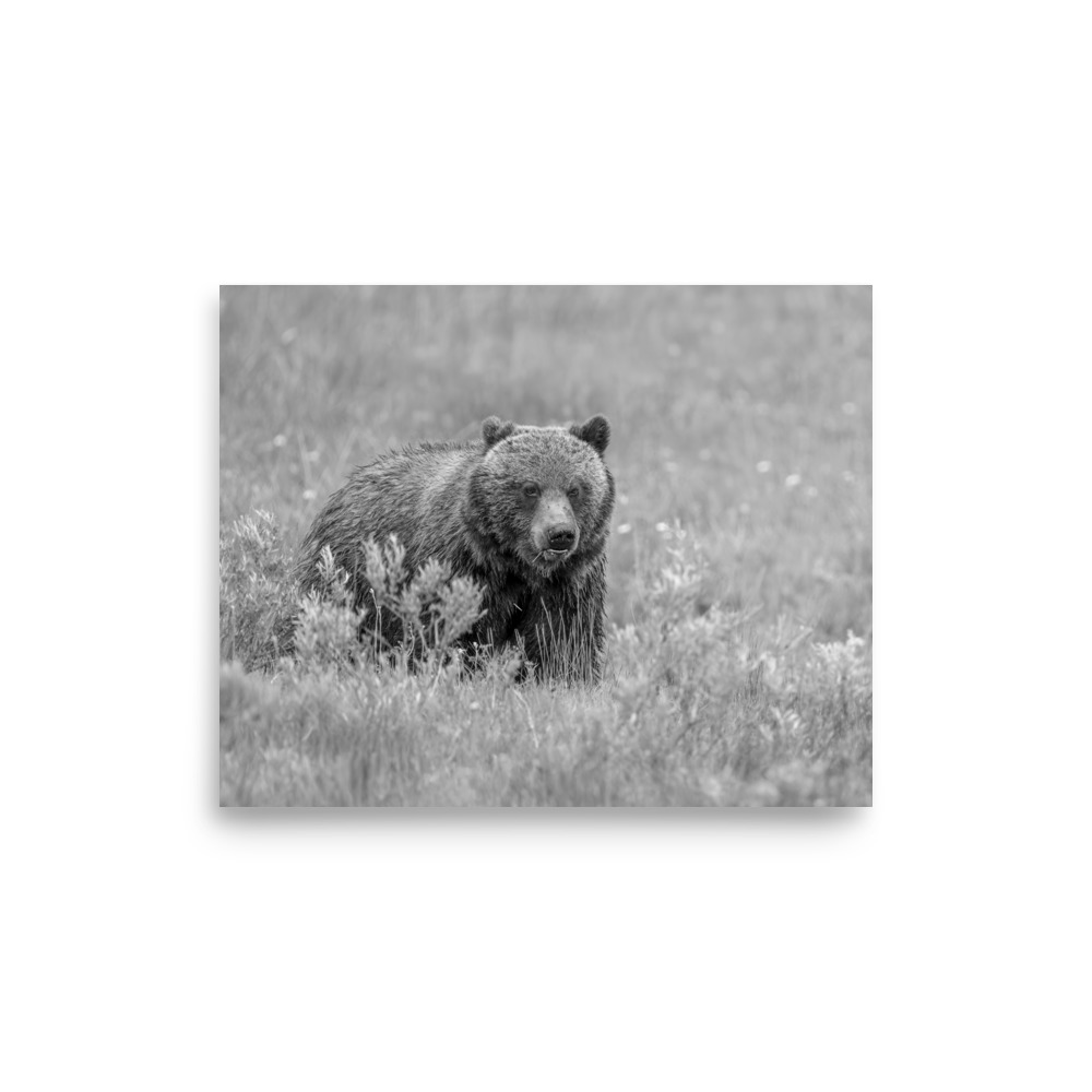 Hungry Grizzly in a Meadow! Monochrome Photo paper poster