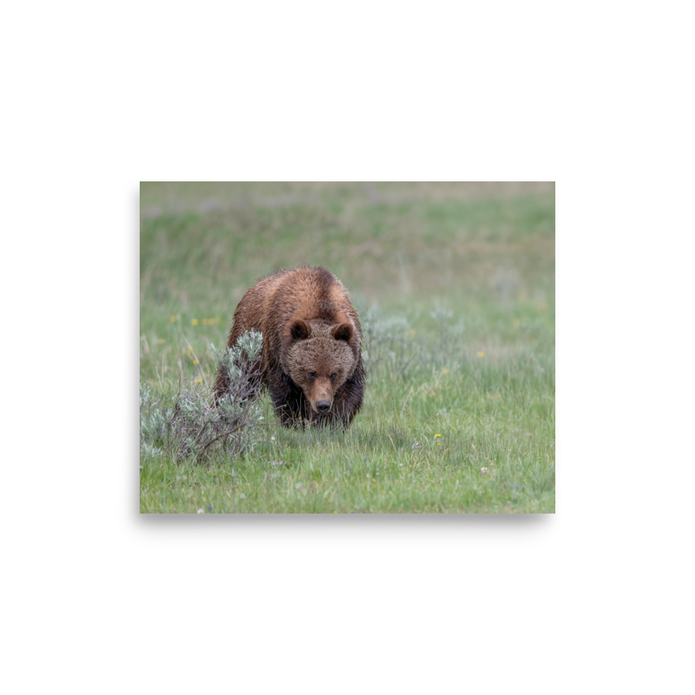 Grizzly Watching! Photo paper poster - Image 21