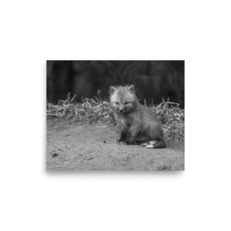 Sharp gaze baby red fox (Monochrome)! Photo paper poster