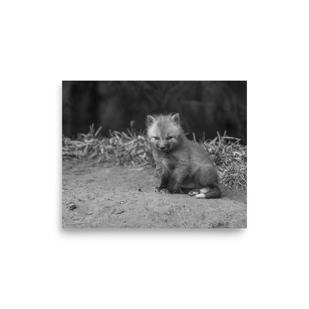 Sharp gaze baby red fox (Monochrome)! Photo paper poster