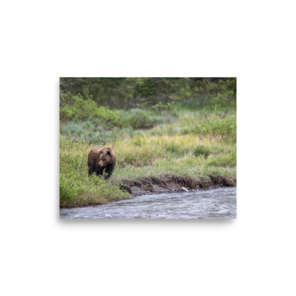 Grizzly getting read! Photo paper poster