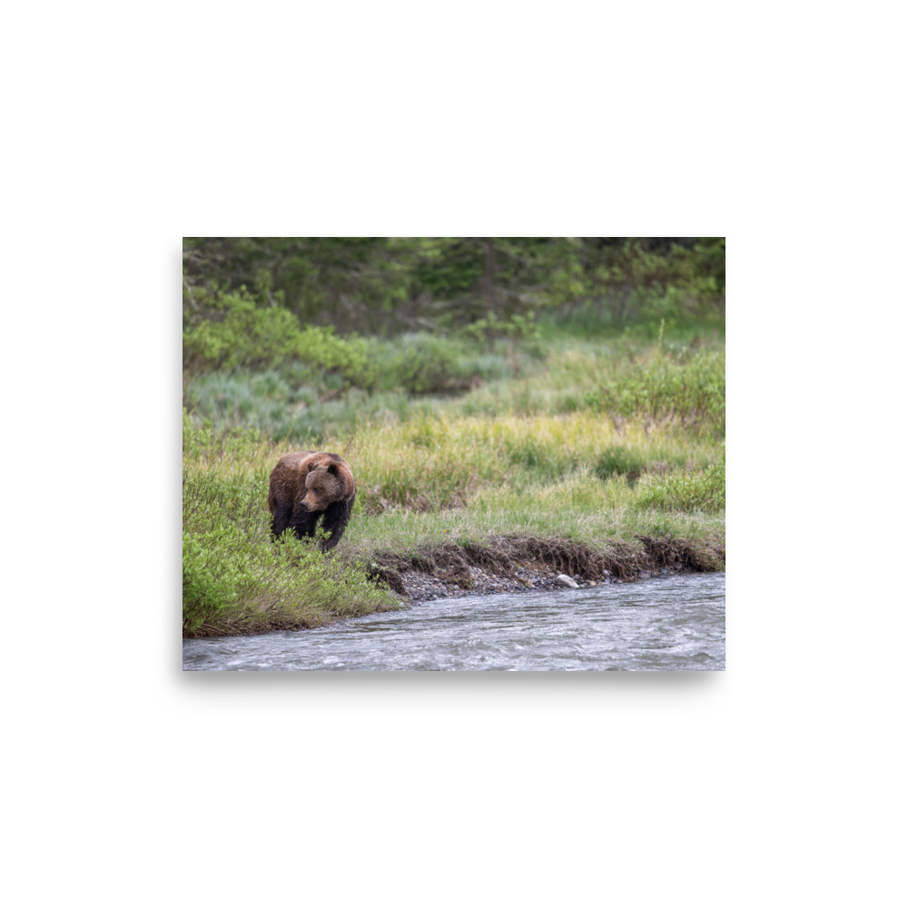 Grizzly getting read! Photo paper poster