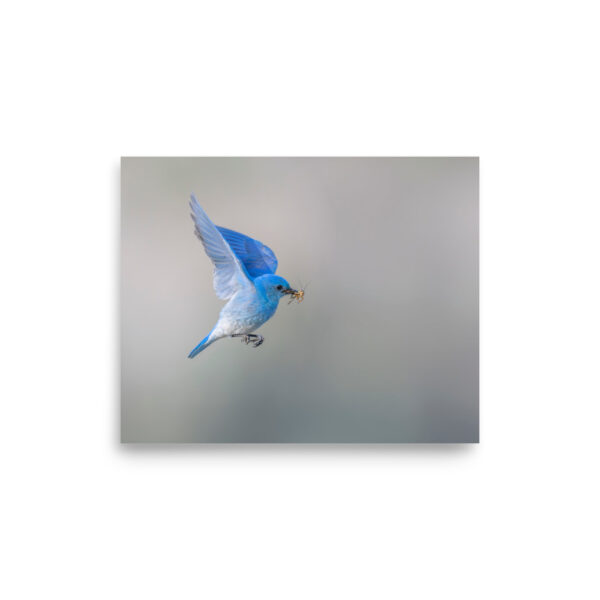 Mountain Bluebird with prey! Photo paper poster