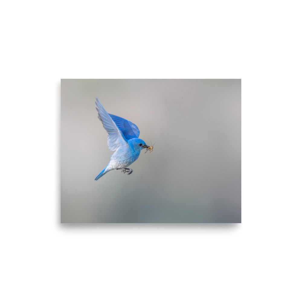 Mountain Bluebird with prey! Photo paper poster