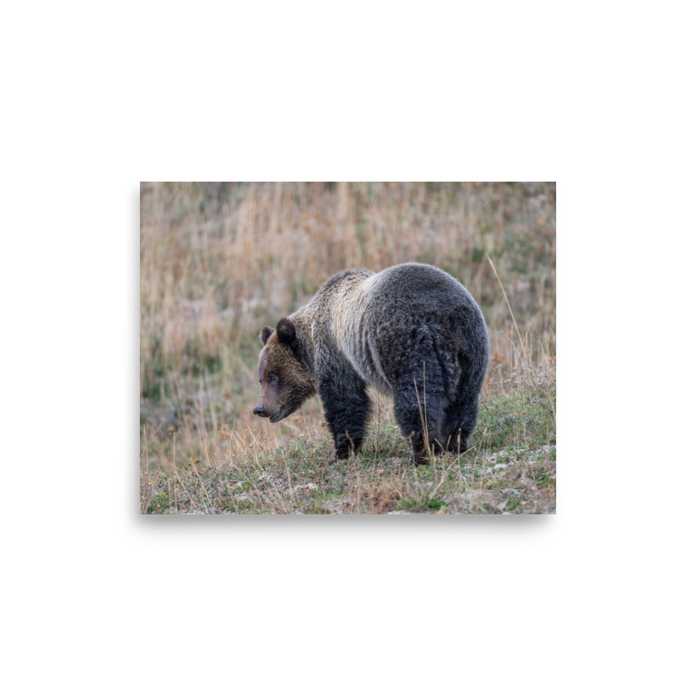 Grizzly of yellowstone! Photo paper poster