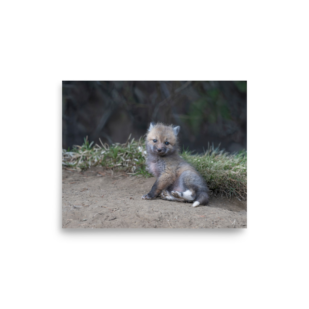 Guarding Den Baby Red fox! Photo paper poster