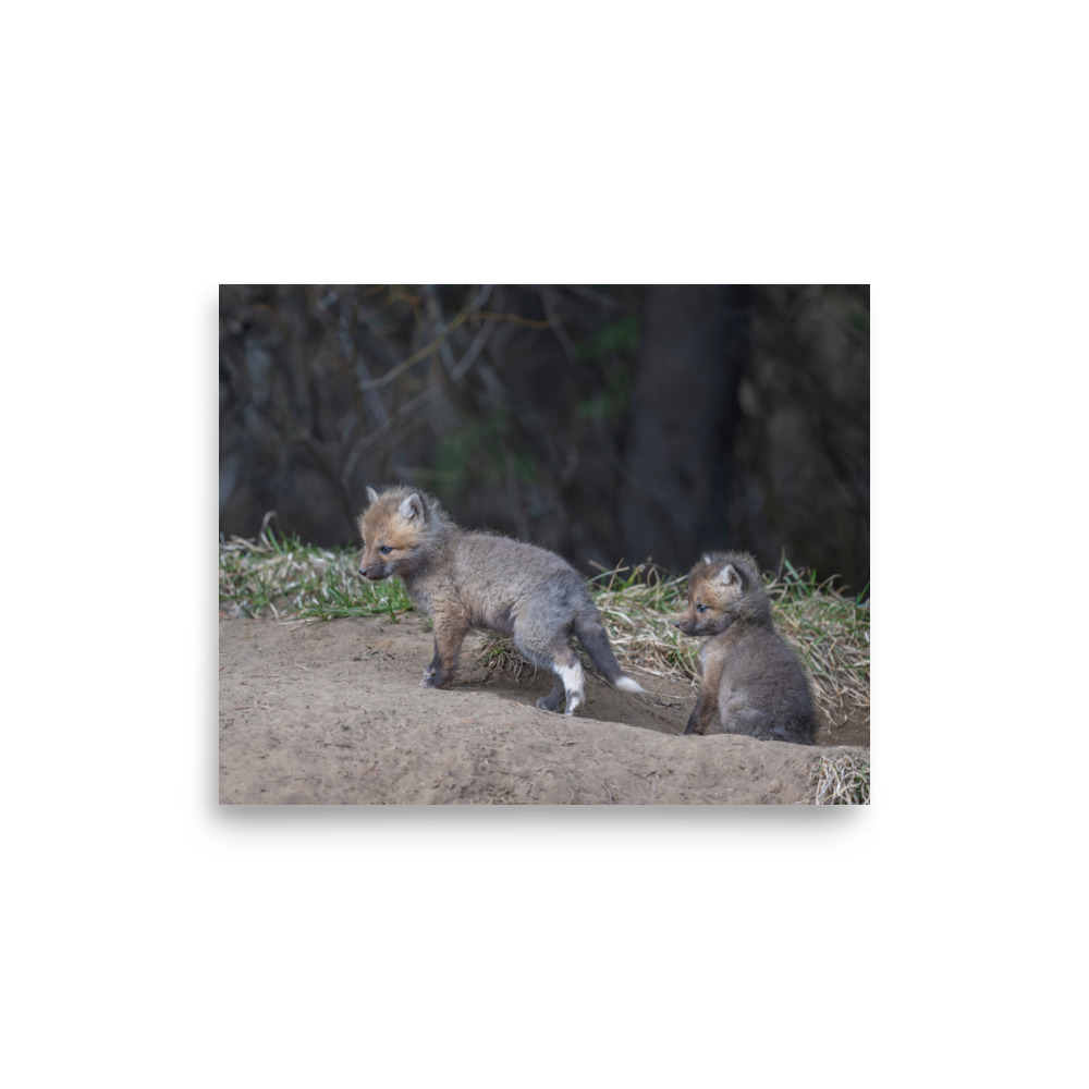 Play Time Baby Red fox! Photo paper poster