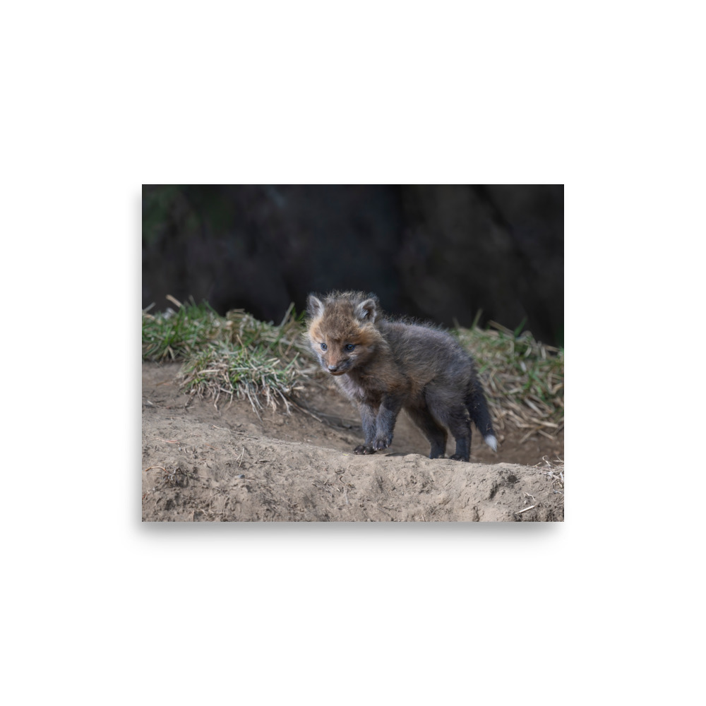 Just checking Baby Red fox! Photo paper poster
