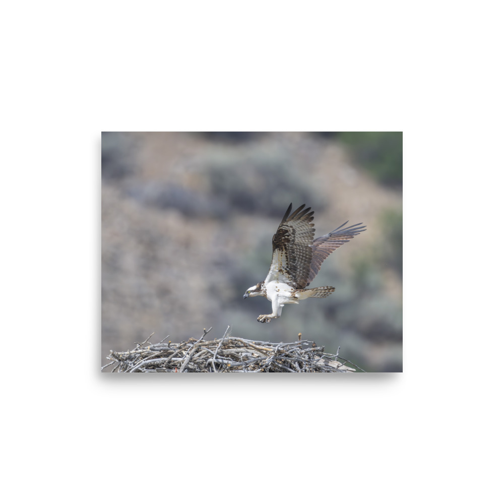 Osprey Landing on its nest! Photo paper poster