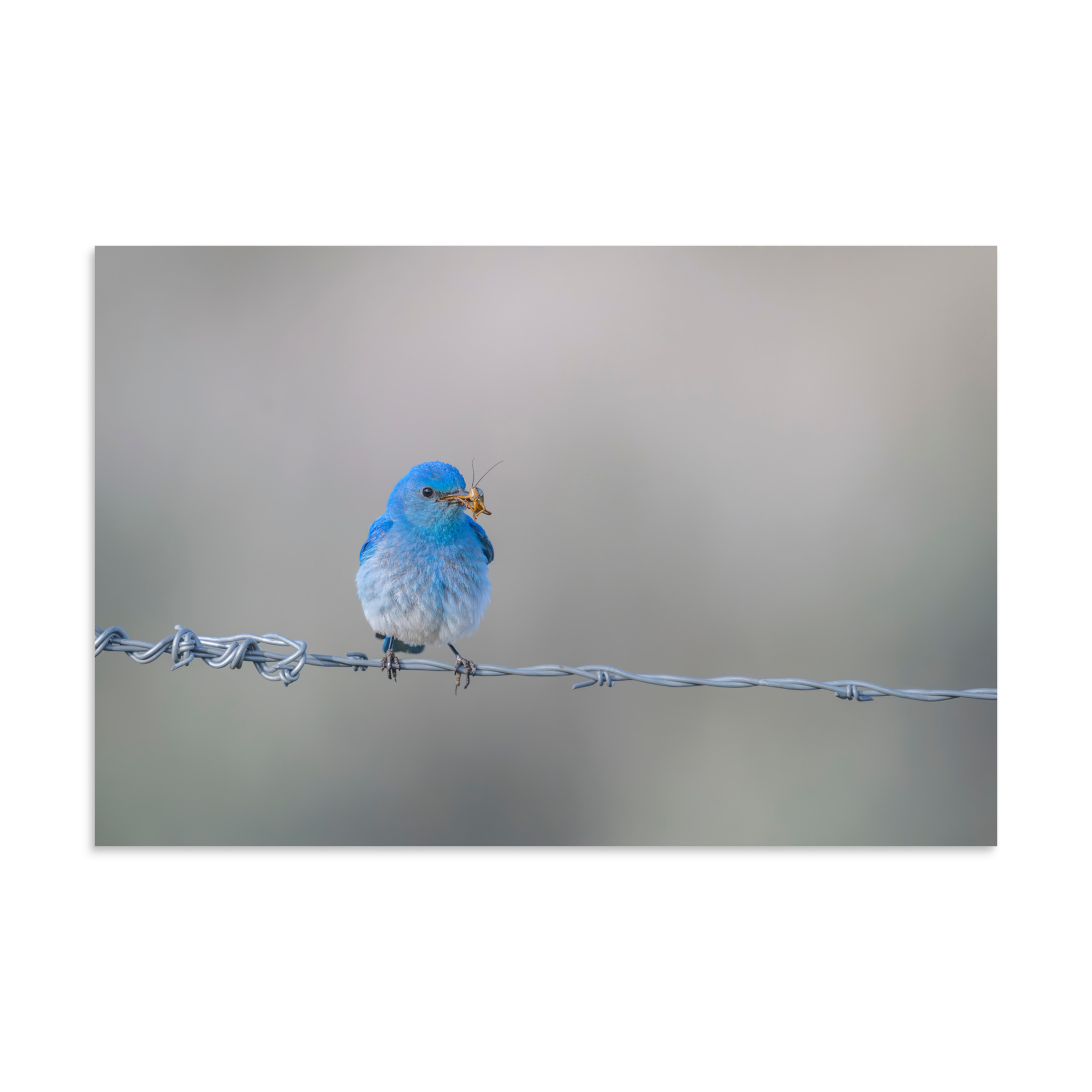 Mountain Blue Bird! Photo paper poster - Image 22