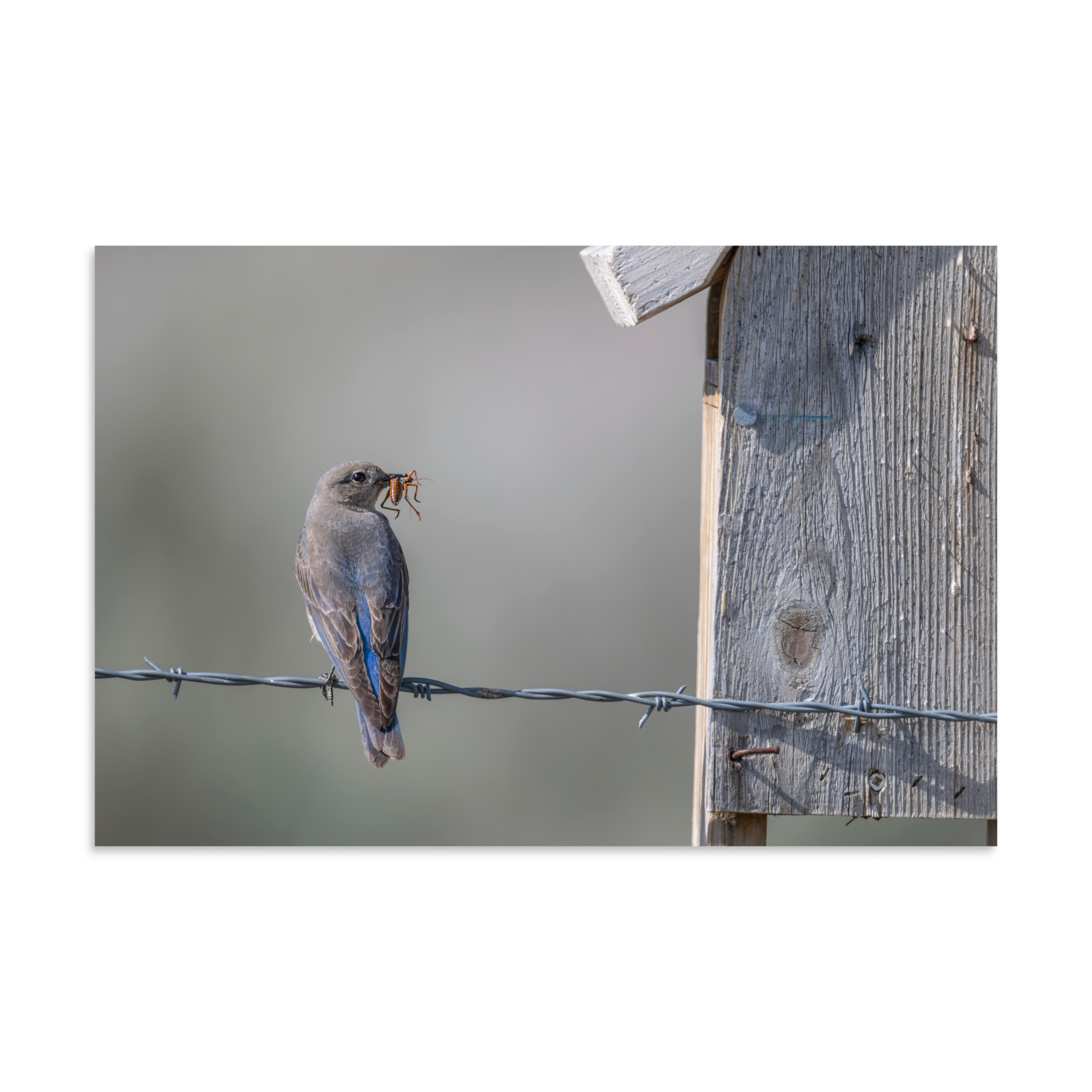 Mama Mountain bluebird with food! Photo paper poster - Image 21