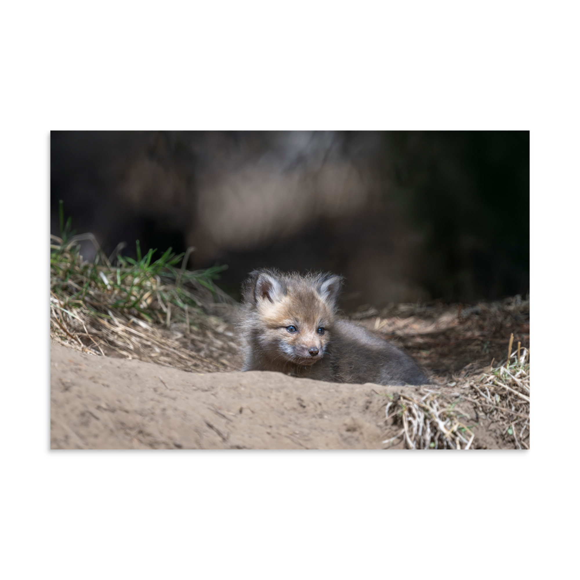 Baby Red fox waiting for Mom! Photo paper poster - Image 22