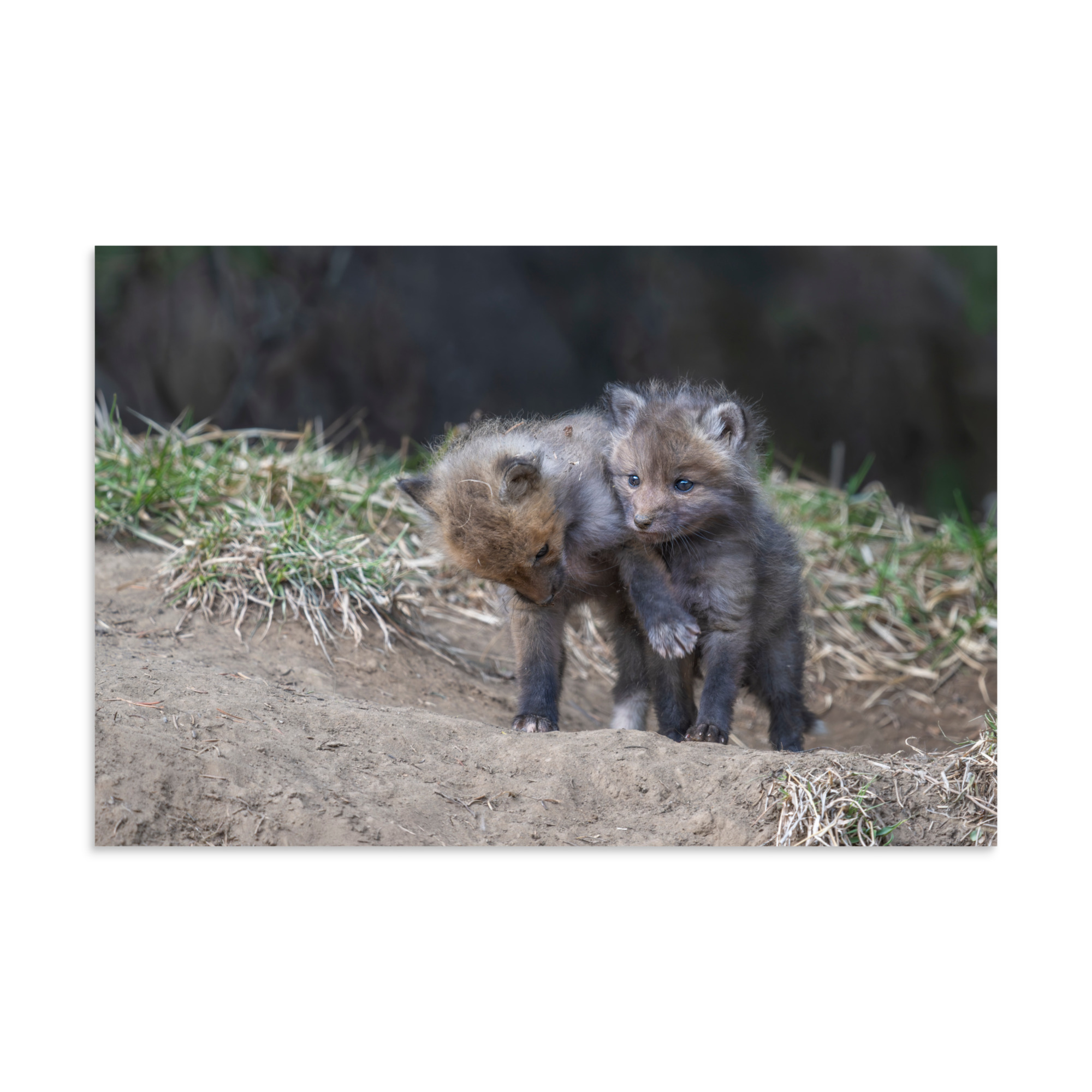 Brothers in Arms Red fox kits! Photo paper poster - Image 22
