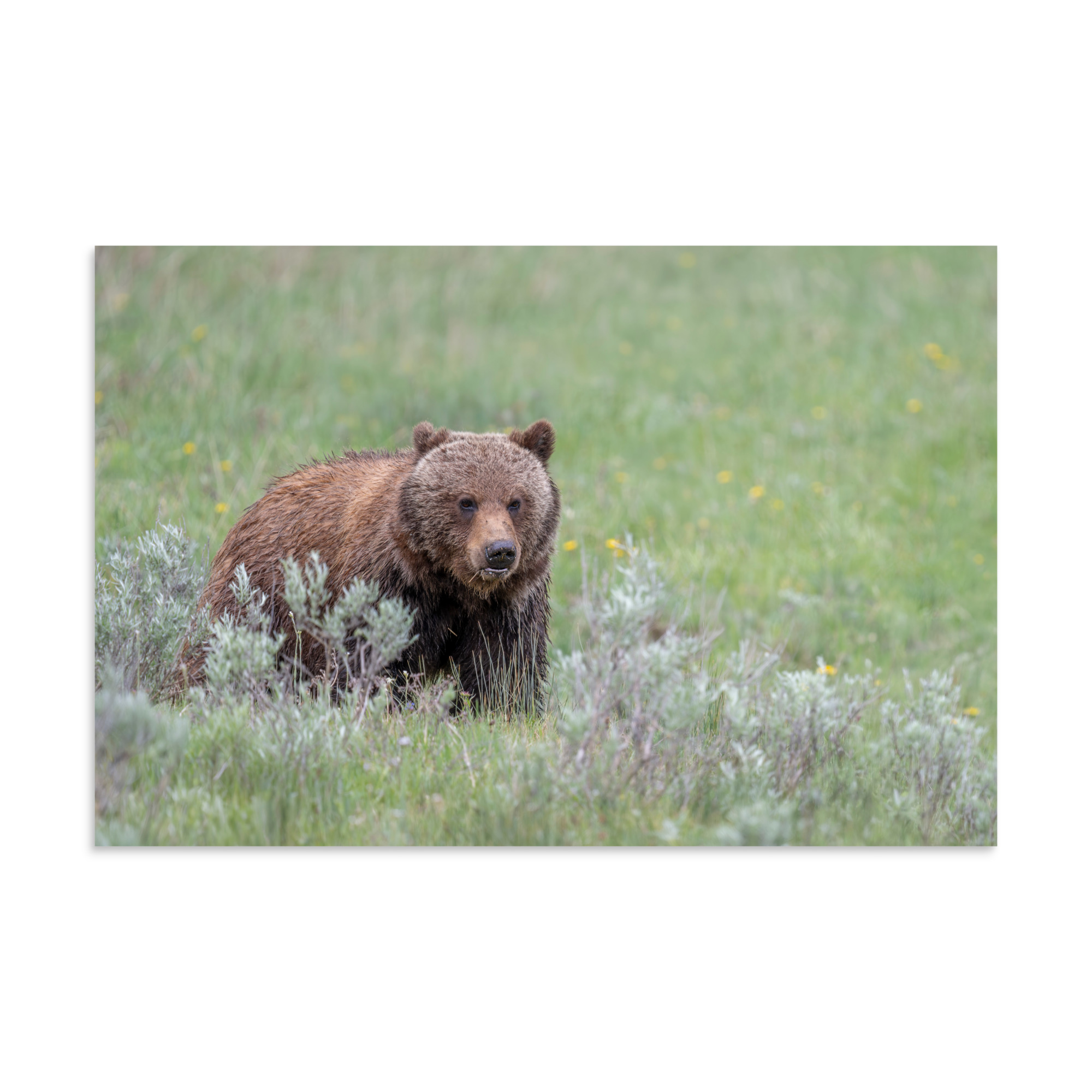 Hungry Grizzly in a Meadow! Photo paper poster - Image 22