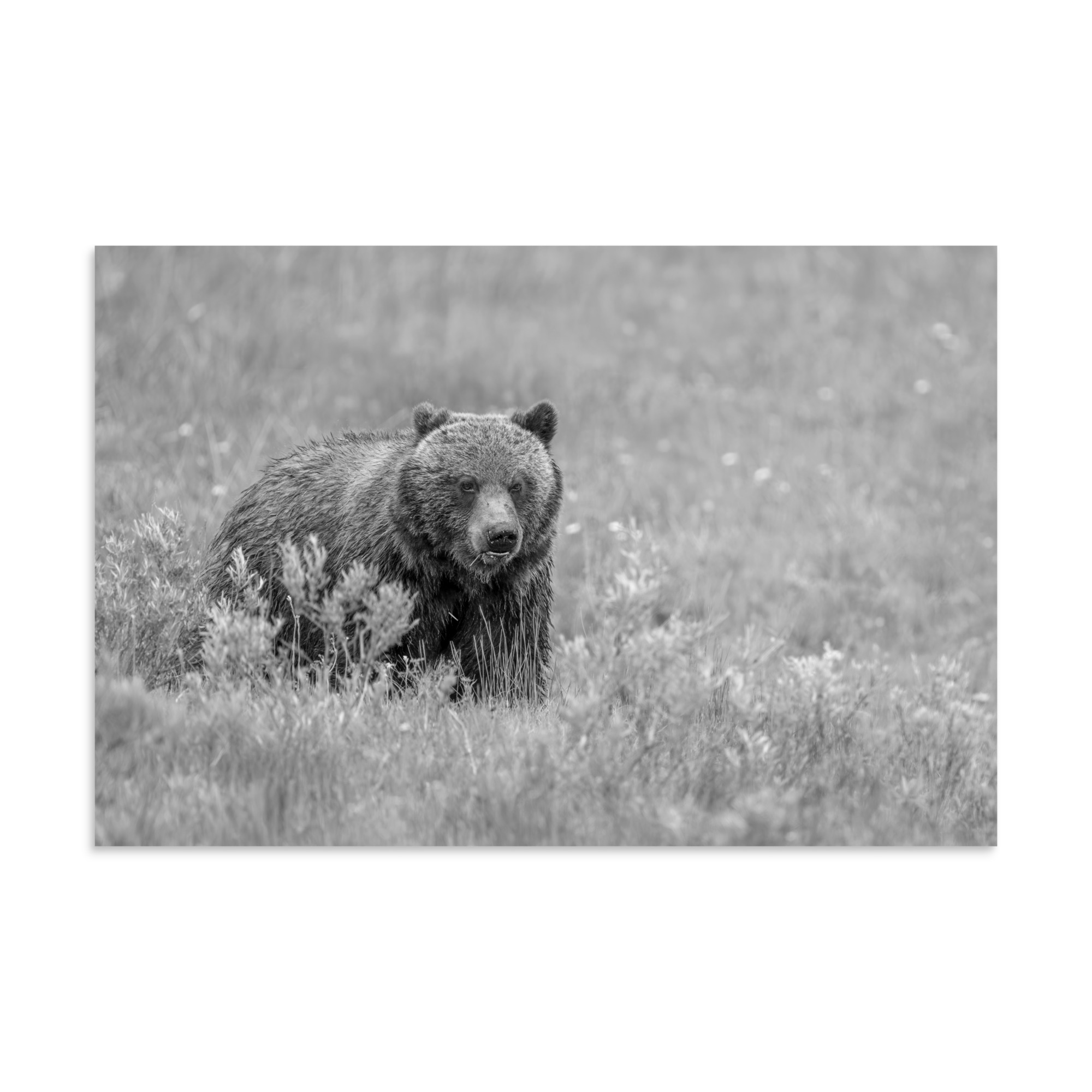 Hungry Grizzly in a Meadow! Monochrome Photo paper poster - Image 22
