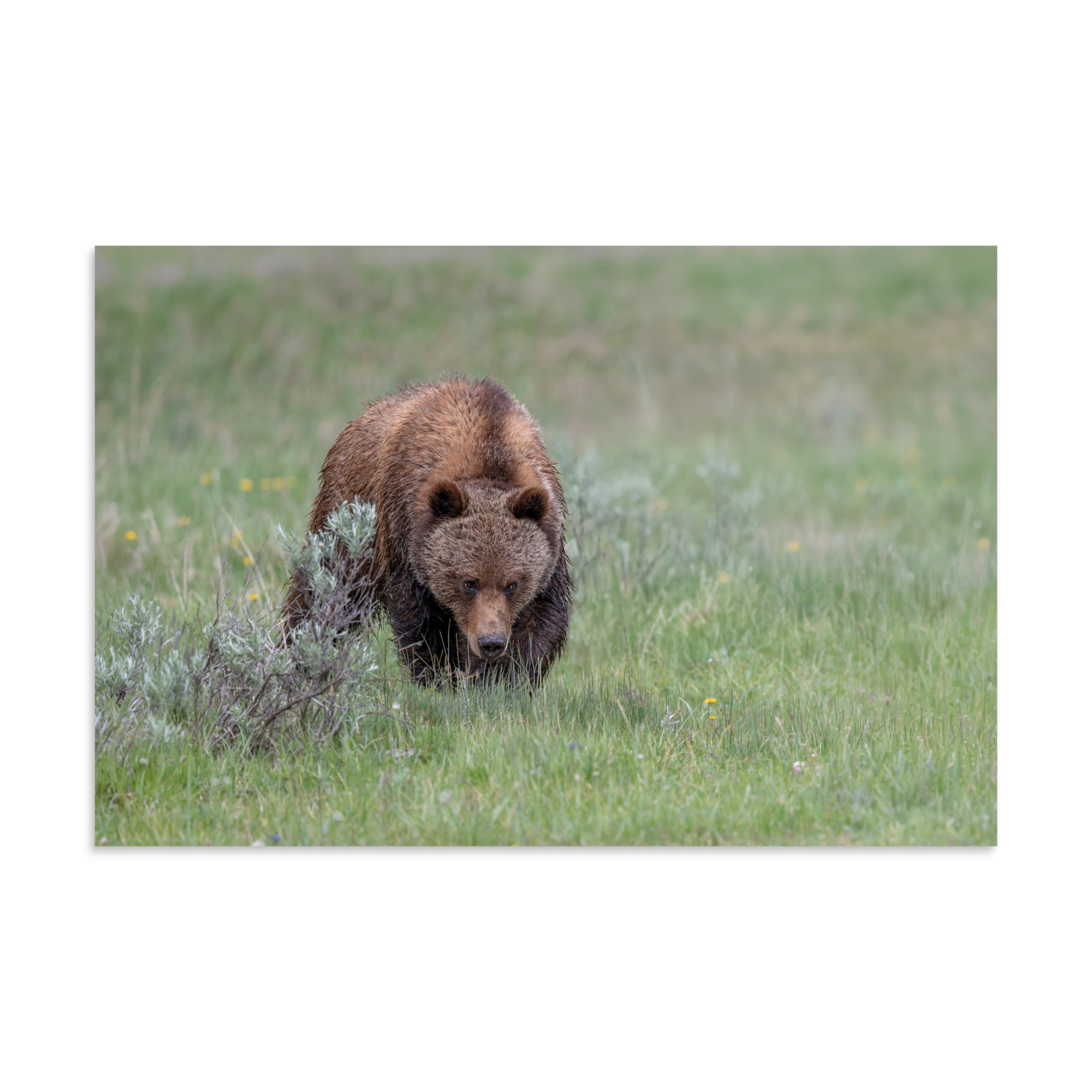 Grizzly Watching! Photo paper poster - Image 22