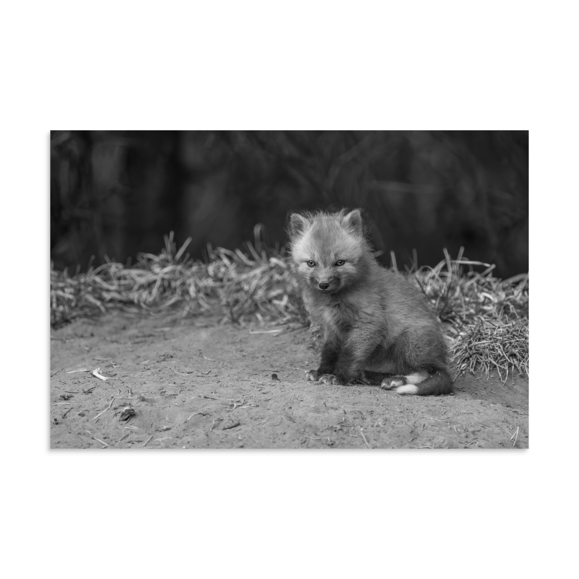 Sharp gaze baby red fox (Monochrome)! Photo paper poster - Image 22