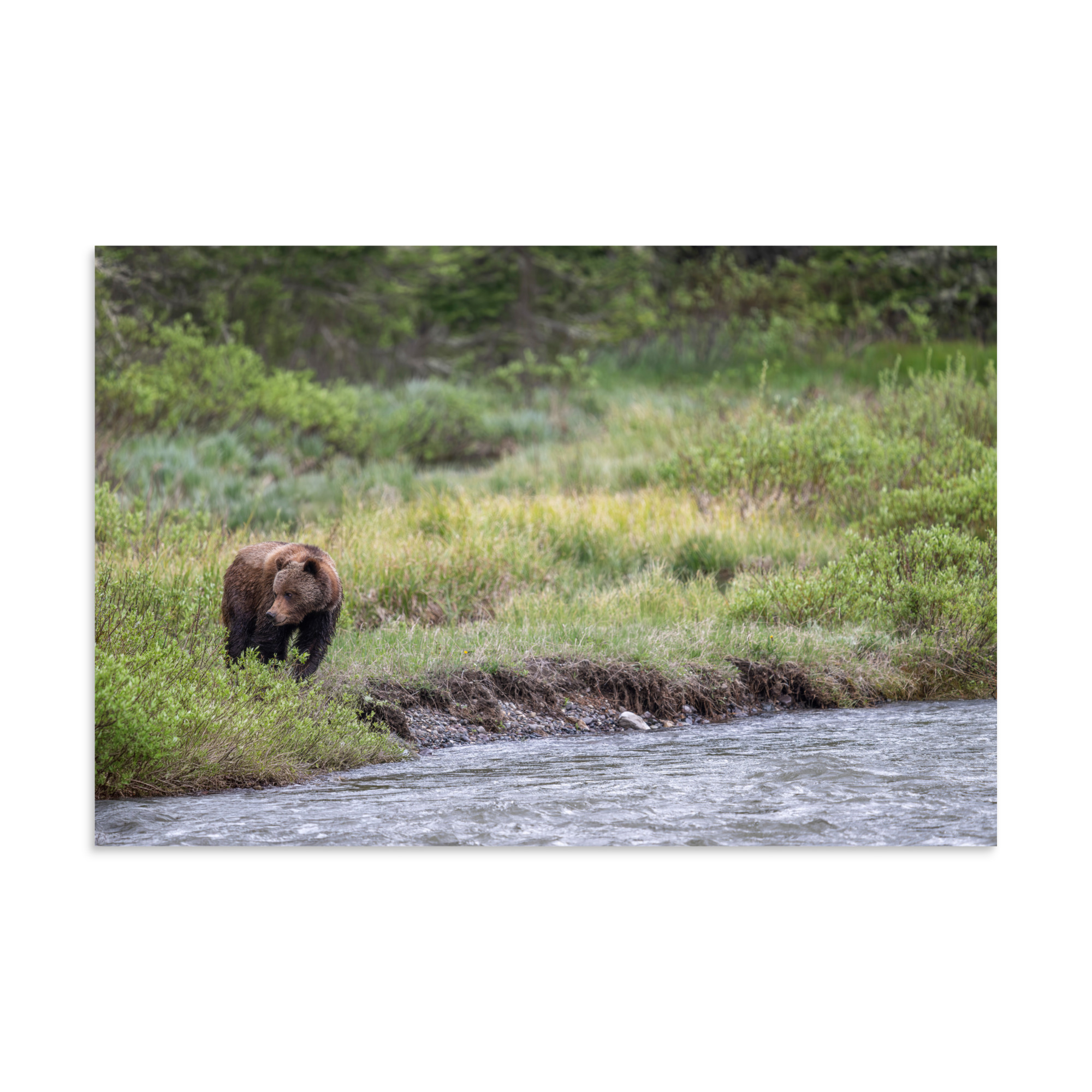 Grizzly getting read! Photo paper poster - Image 22