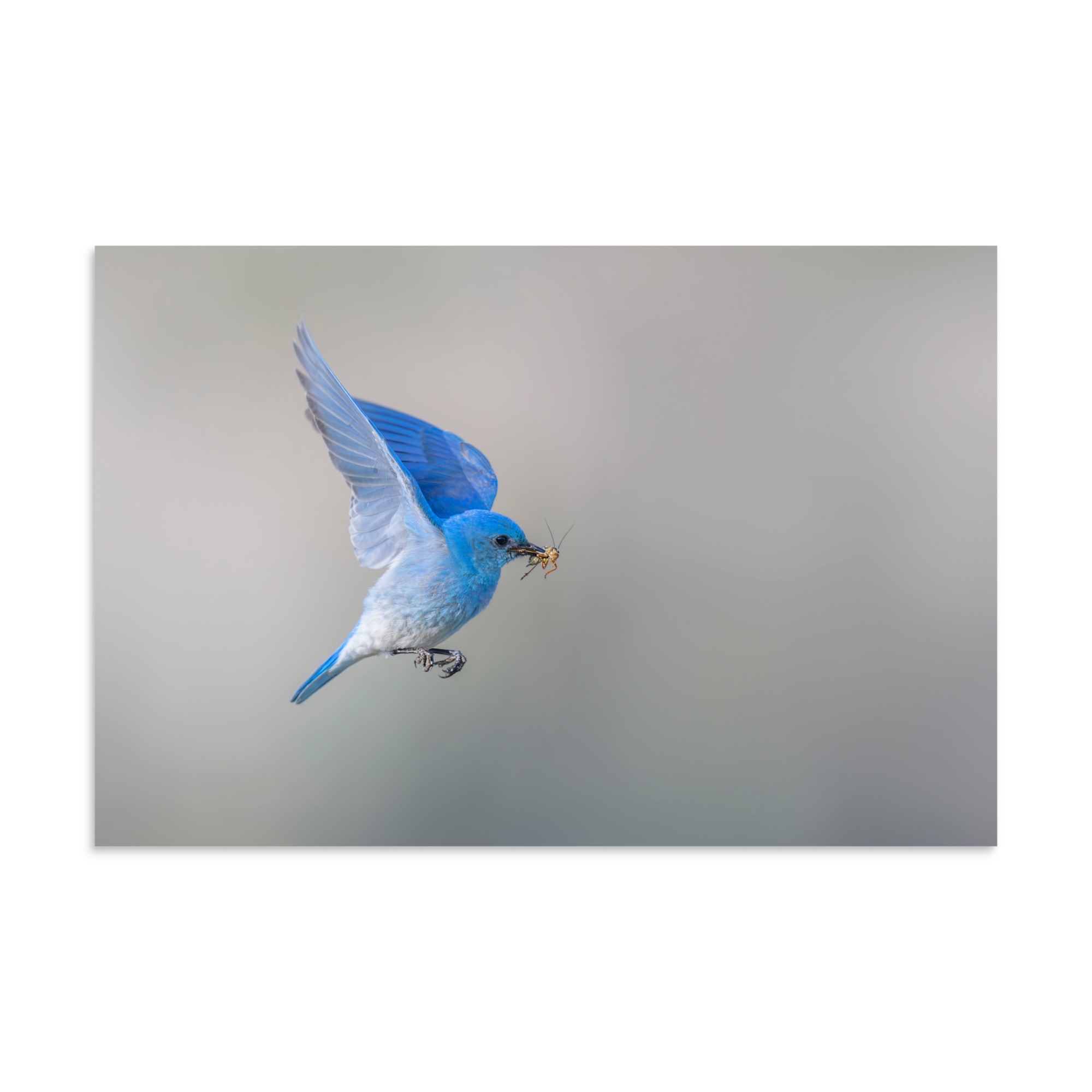 Mountain Bluebird with prey! Photo paper poster - Image 22