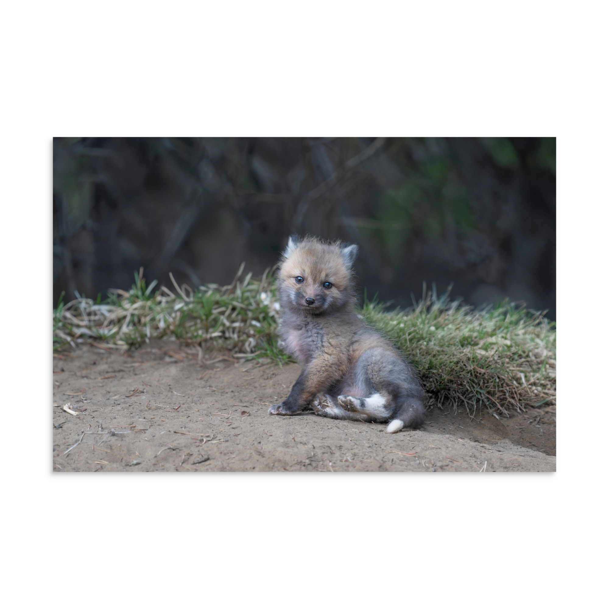 Guarding Den Baby Red fox! Photo paper poster - Image 22