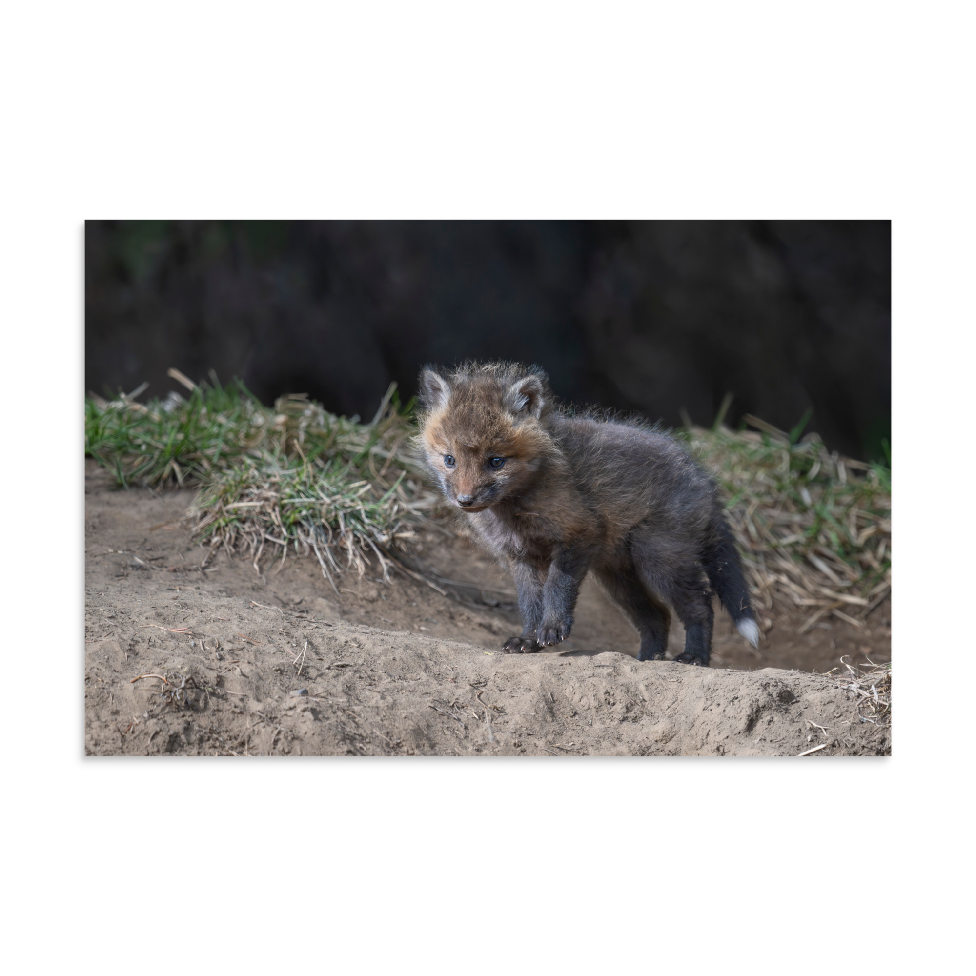 Just checking Baby Red fox! Photo paper poster - Image 22