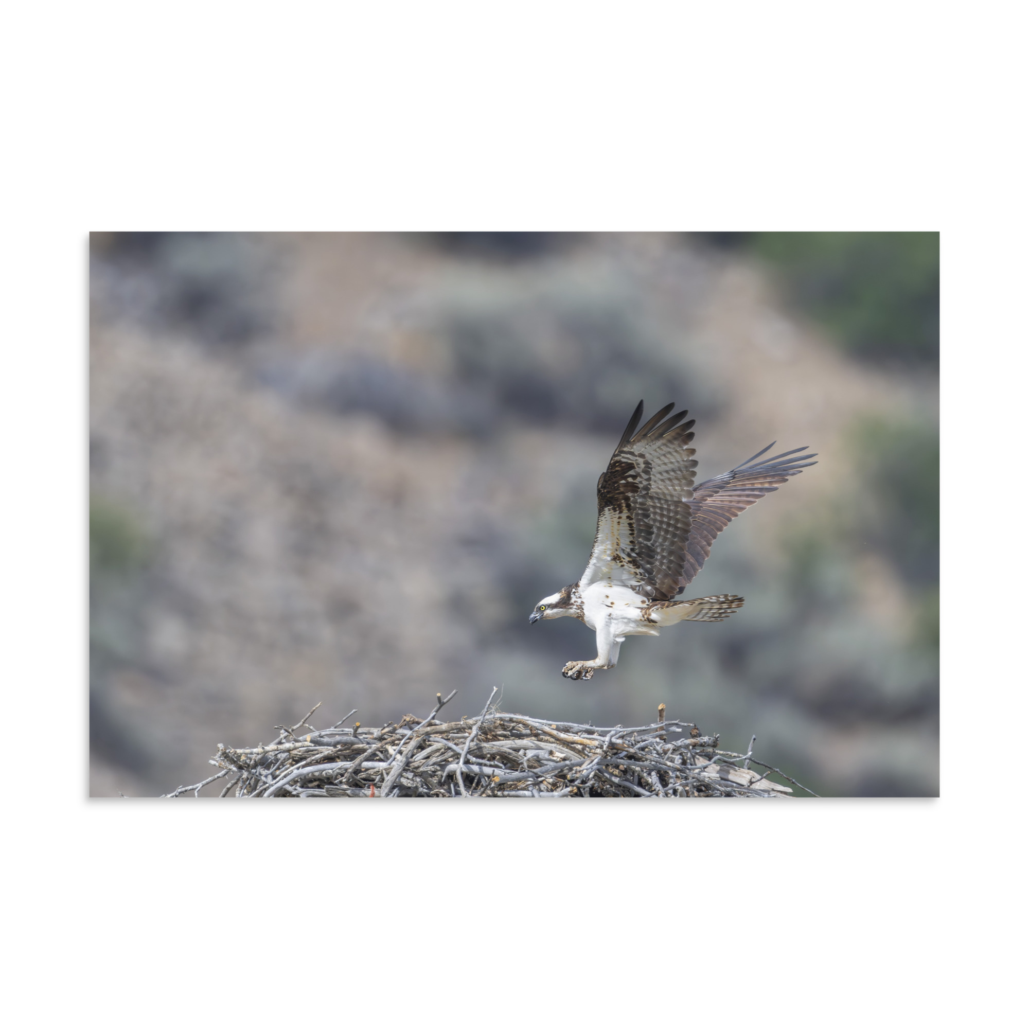 Osprey Landing on its nest! Photo paper poster - Image 22