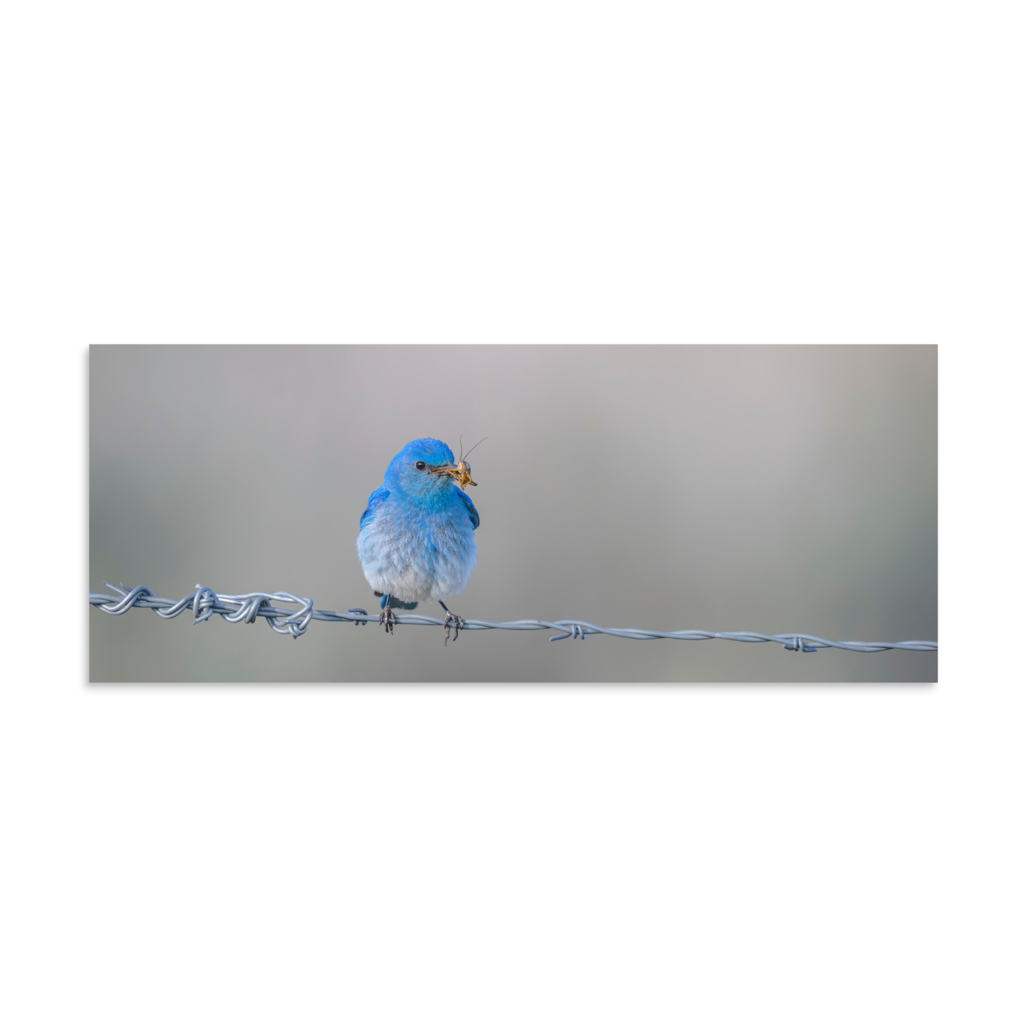 Mountain Blue Bird! Photo paper poster - Image 23