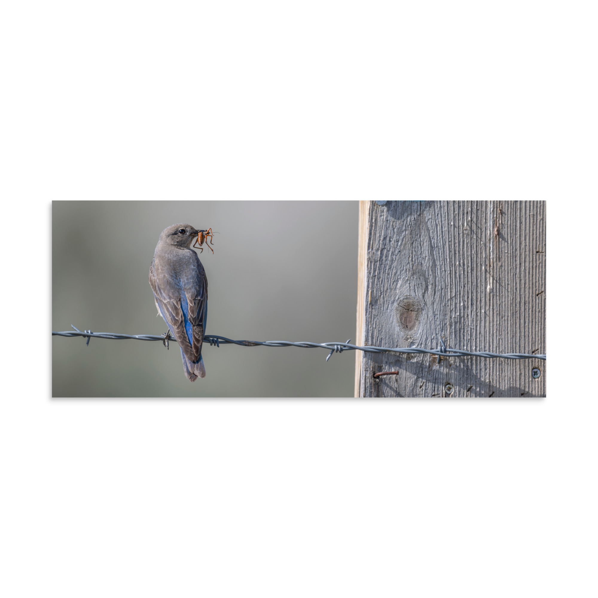Mama Mountain bluebird with food! Photo paper poster - Image 22