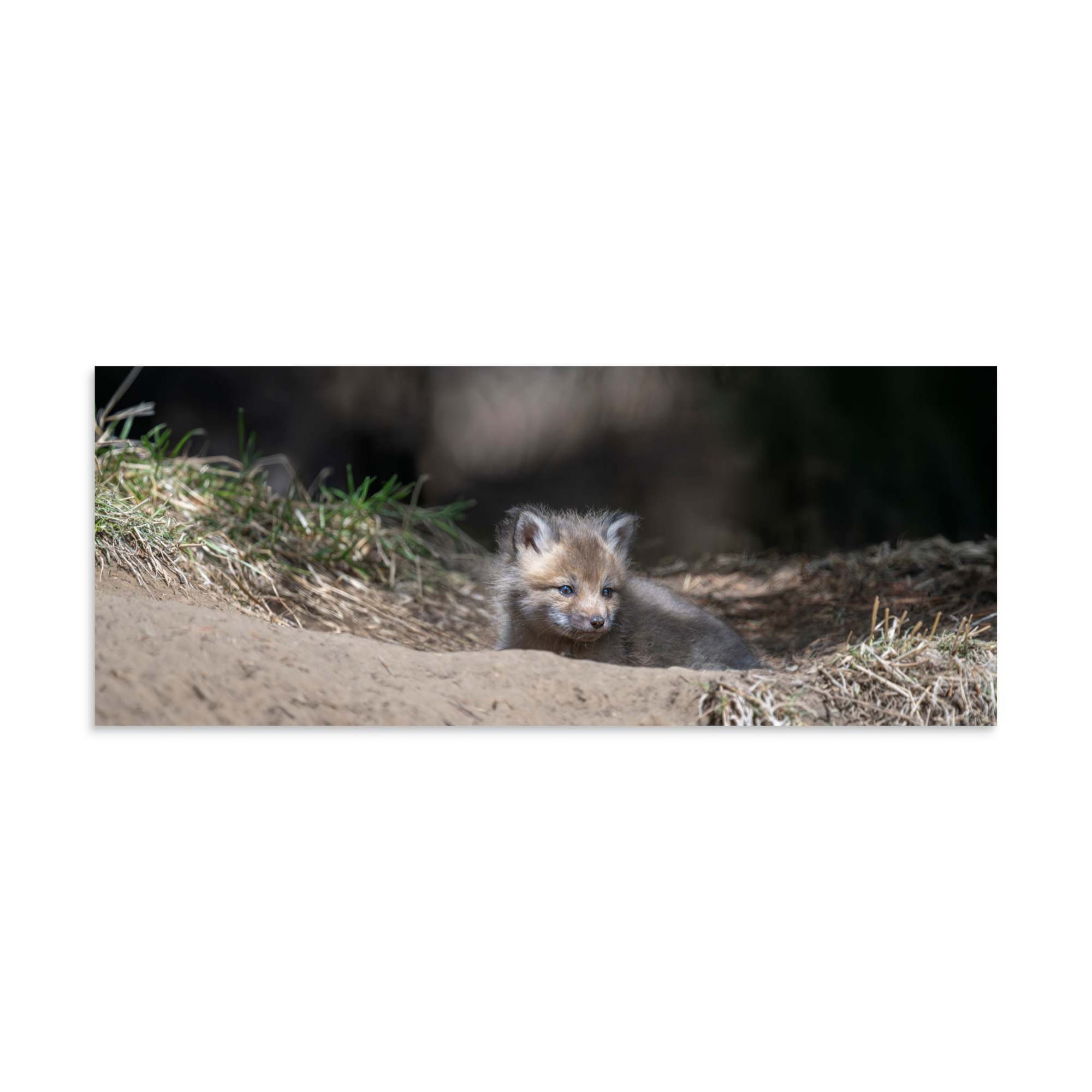 Baby Red fox waiting for Mom! Photo paper poster - Image 23