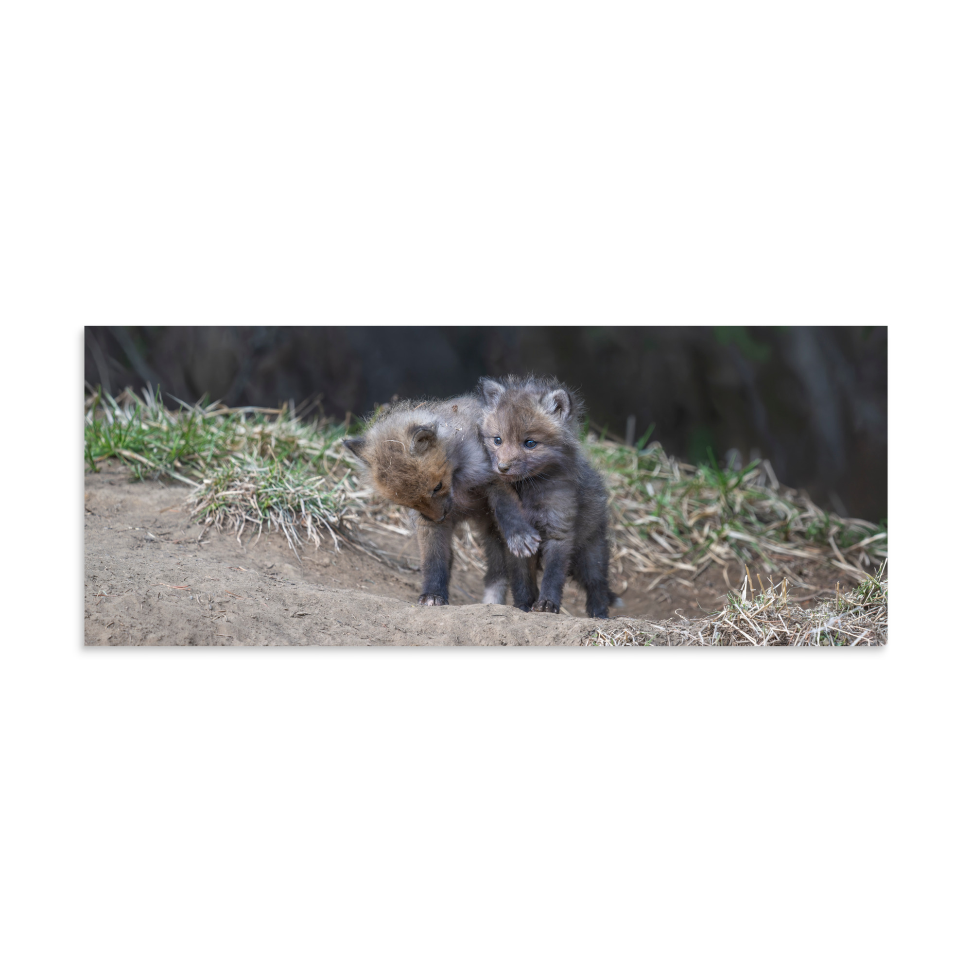 Brothers in Arms Red fox kits! Photo paper poster - Image 23