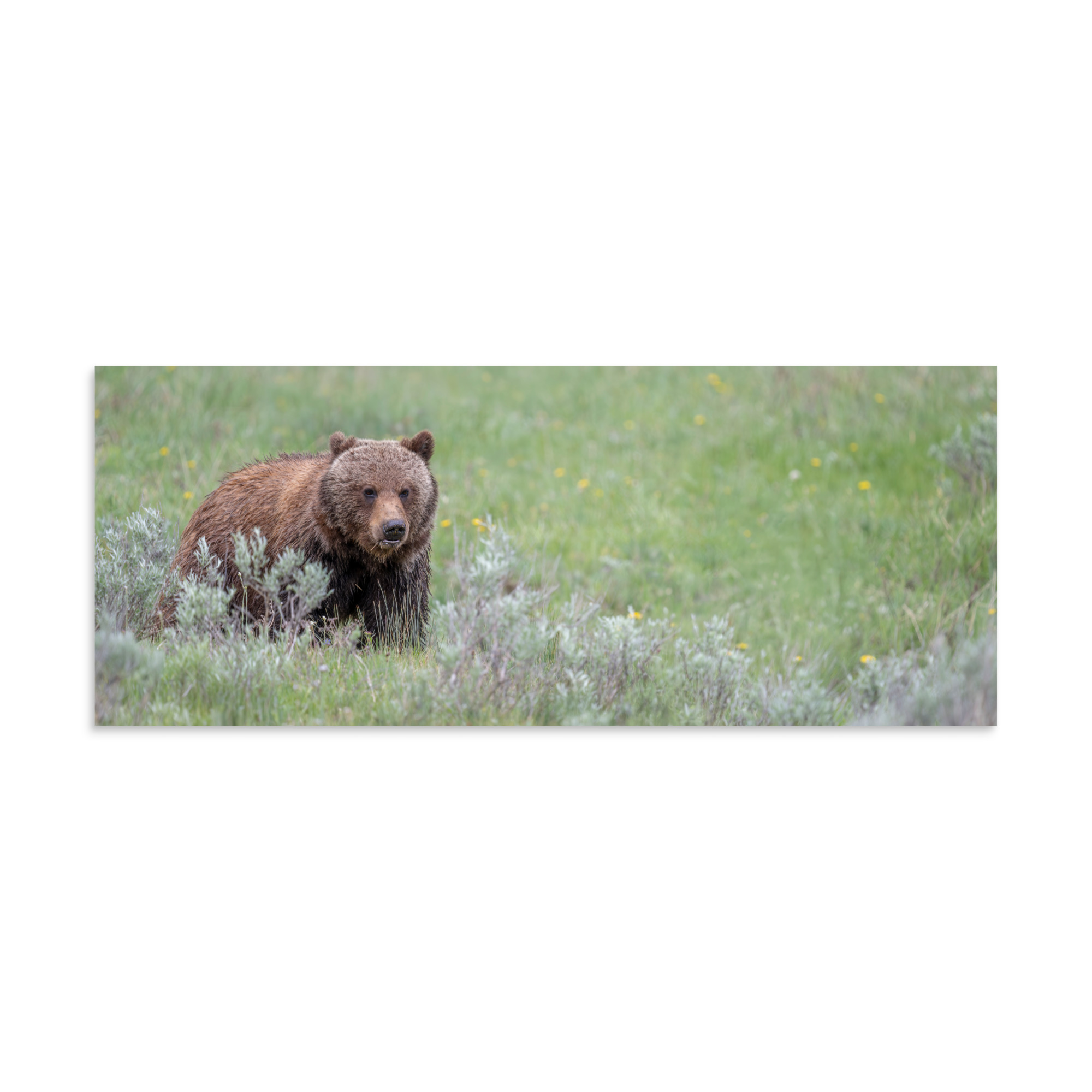 Hungry Grizzly in a Meadow! Photo paper poster - Image 23