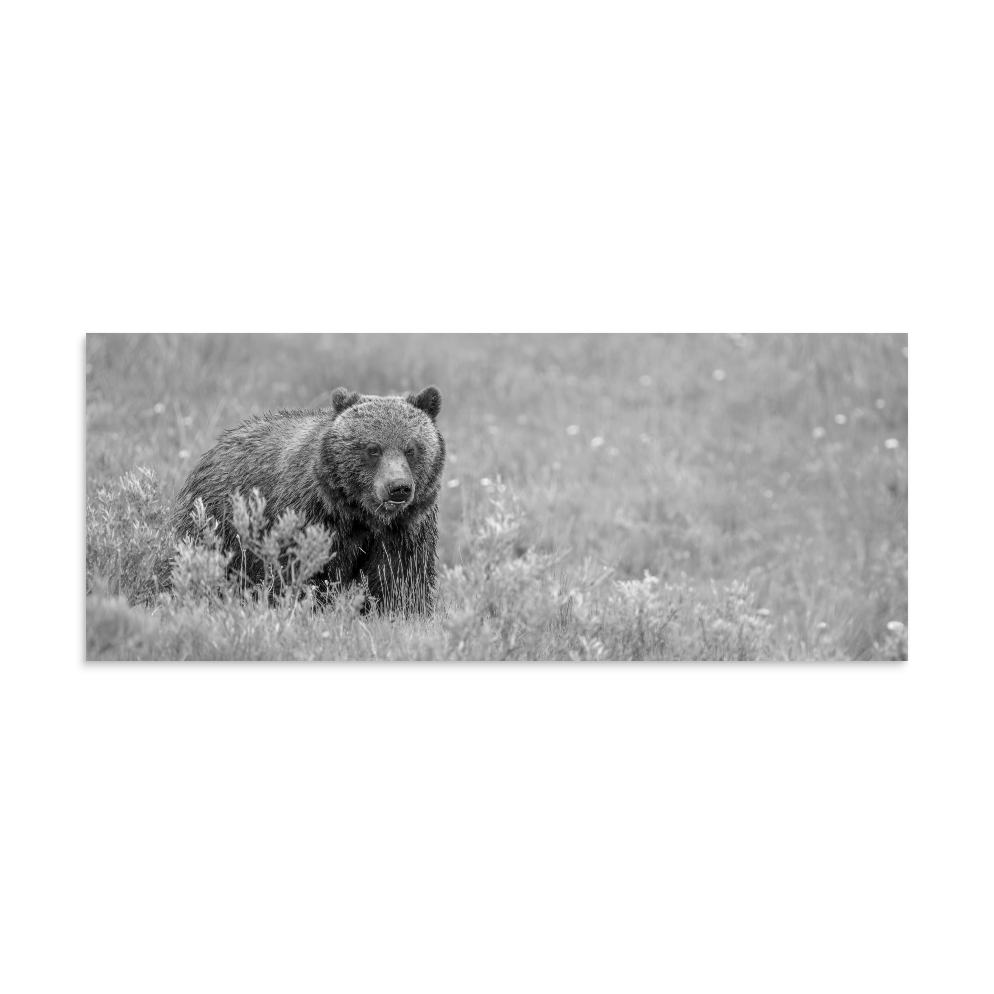 Hungry Grizzly in a Meadow! Monochrome Photo paper poster - Image 23