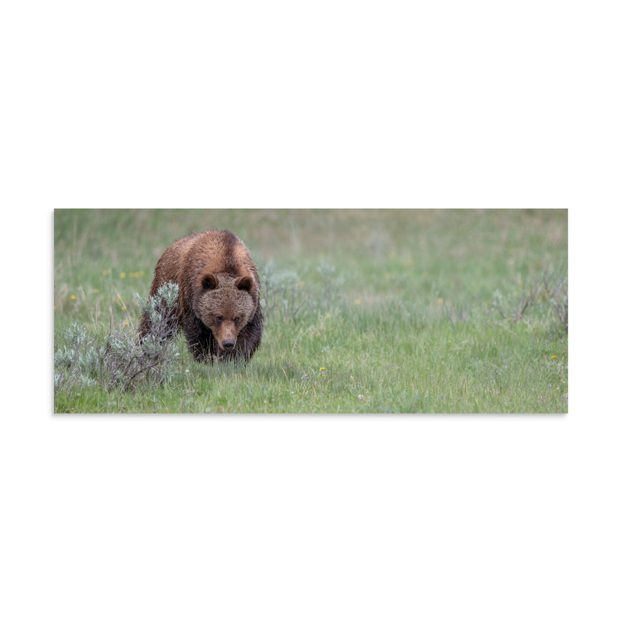 Grizzly Watching! Photo paper poster - Image 23