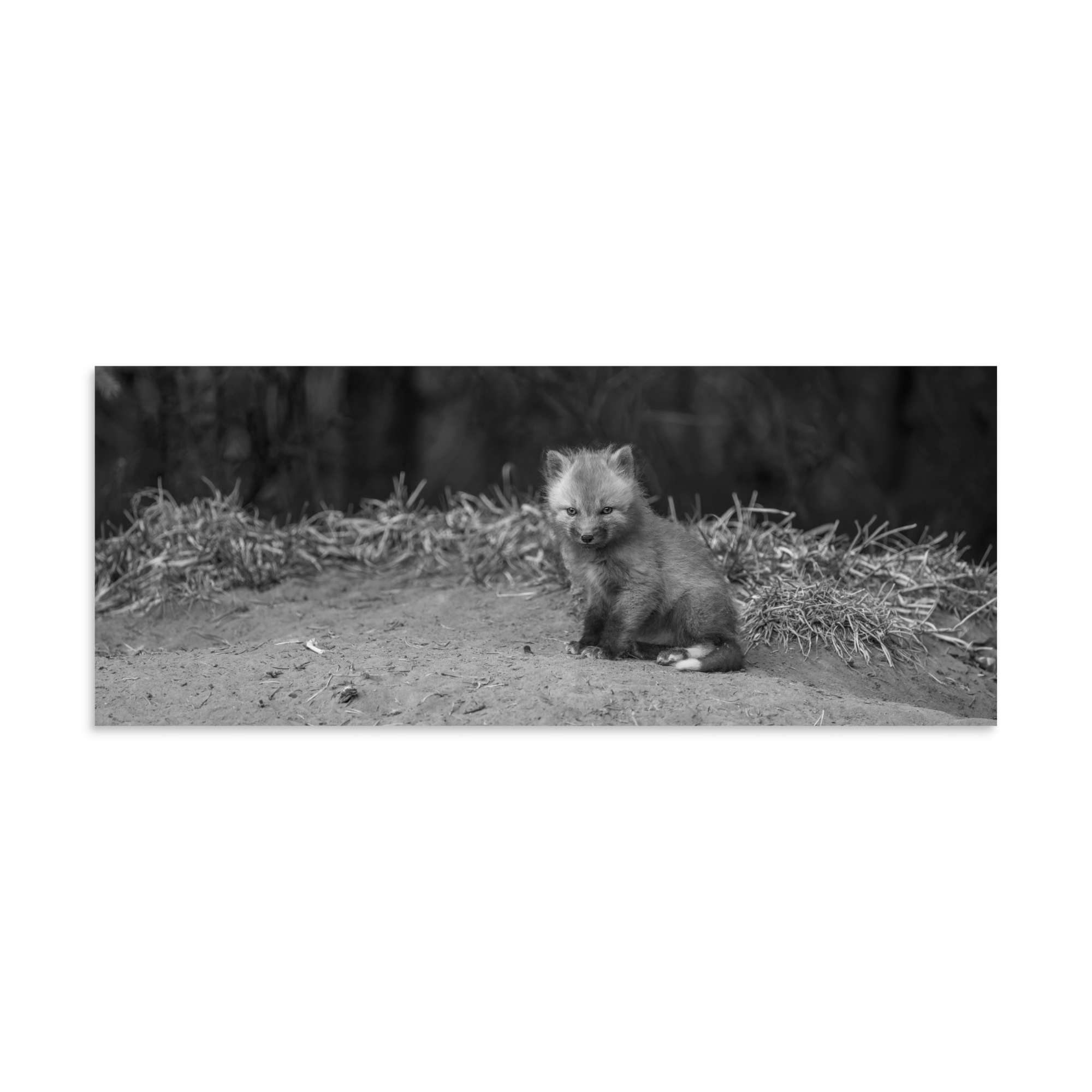 Sharp gaze baby red fox (Monochrome)! Photo paper poster - Image 23
