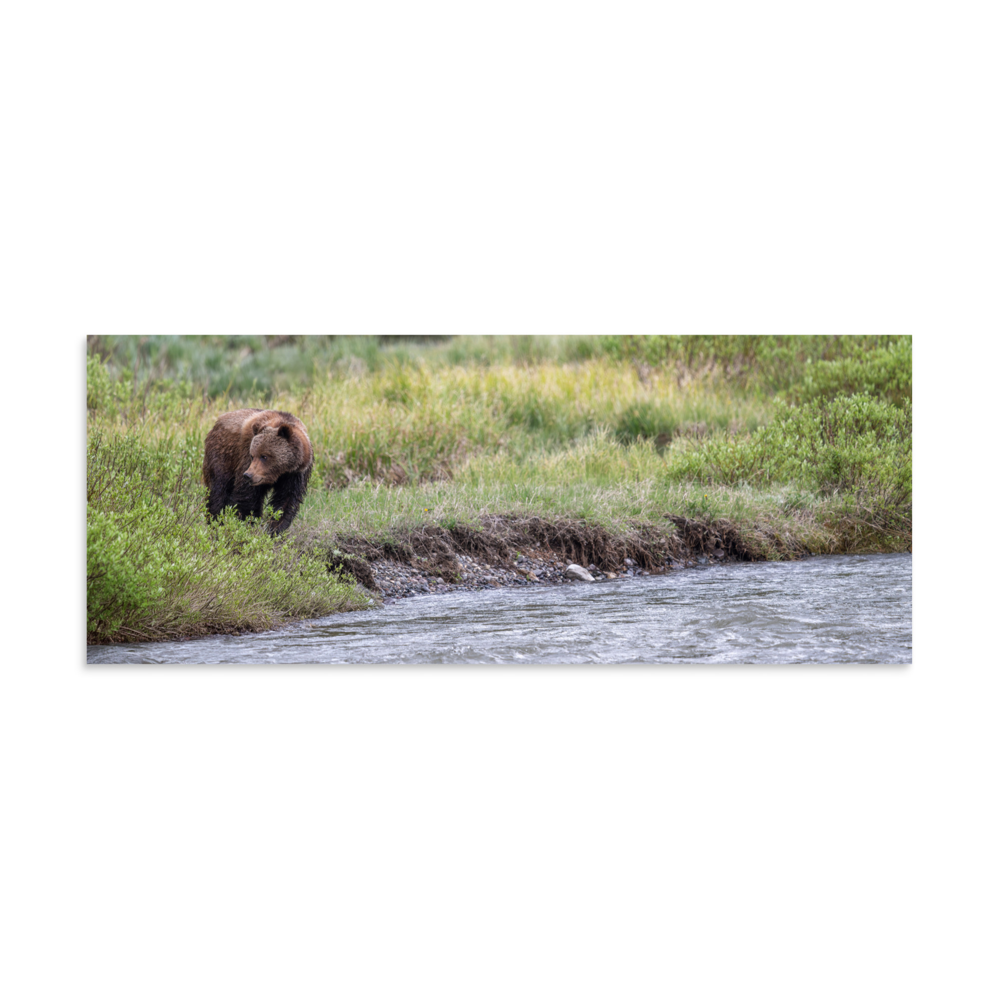 Grizzly getting read! Photo paper poster - Image 23
