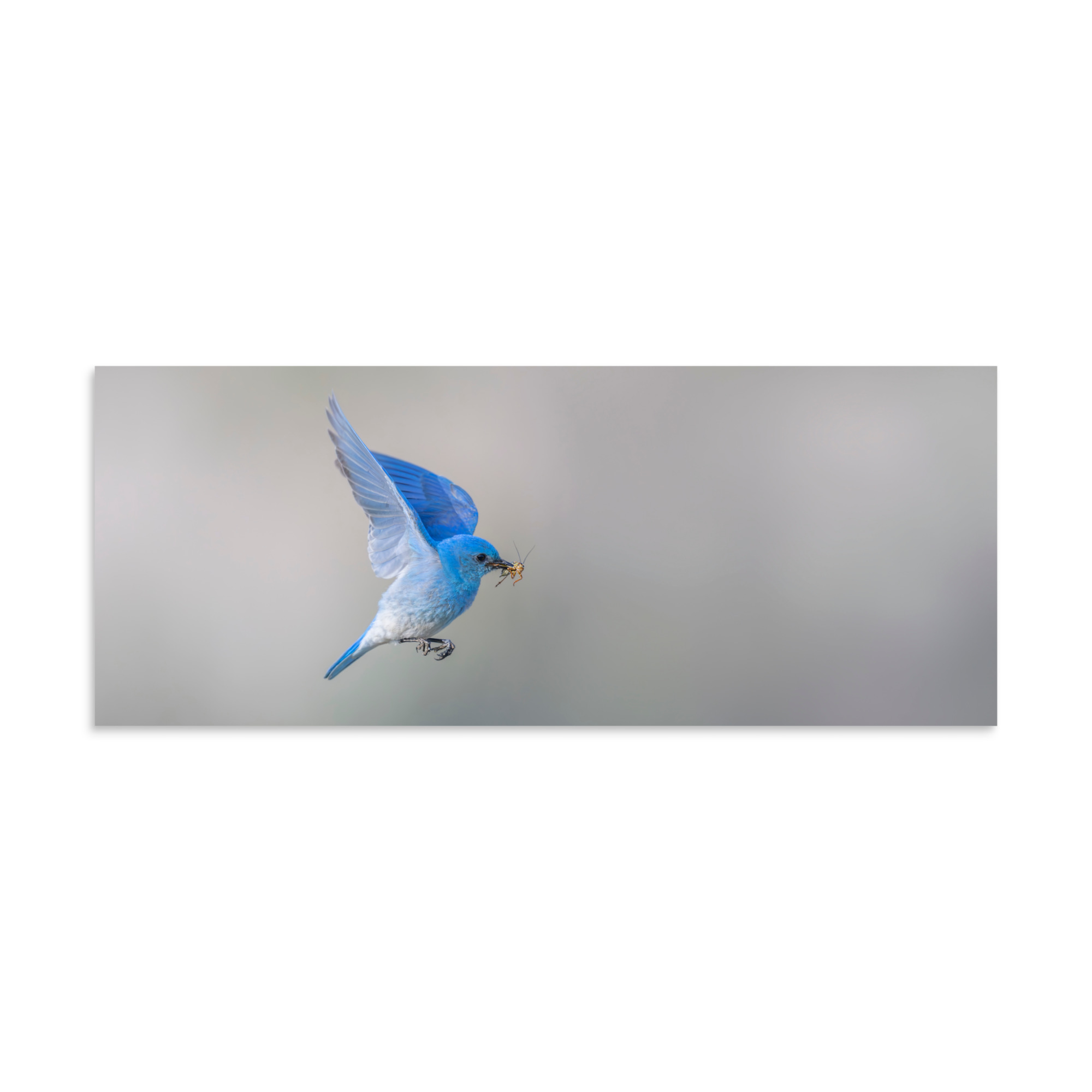 Mountain Bluebird with prey! Photo paper poster - Image 23