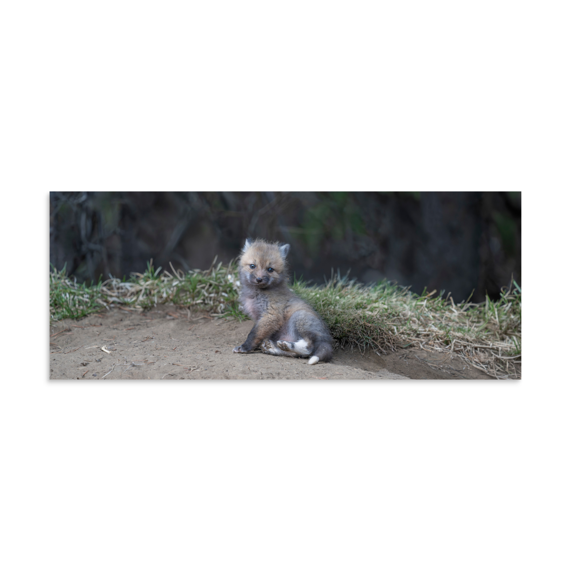 Guarding Den Baby Red fox! Photo paper poster - Image 23