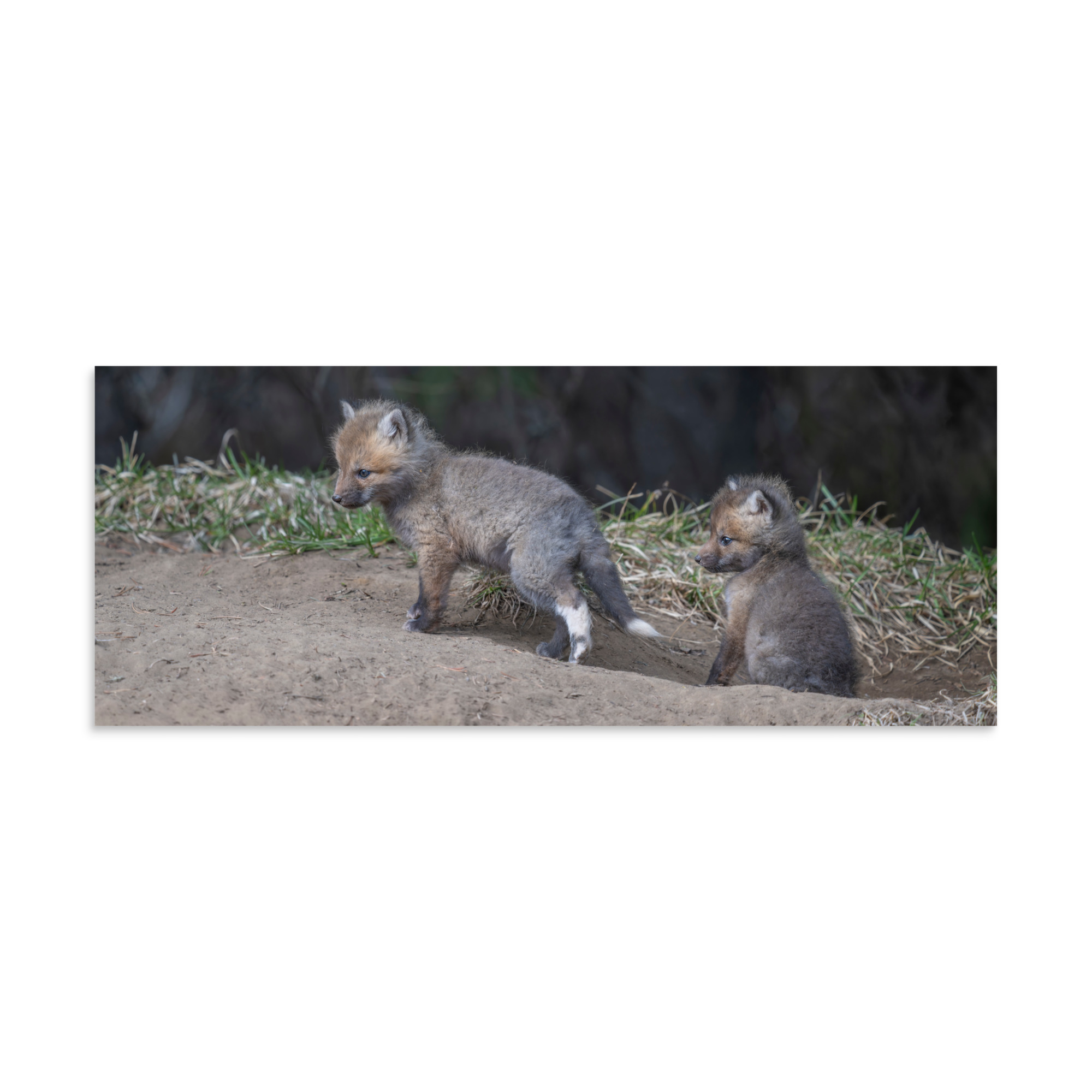 Play Time Baby Red fox! Photo paper poster - Image 23