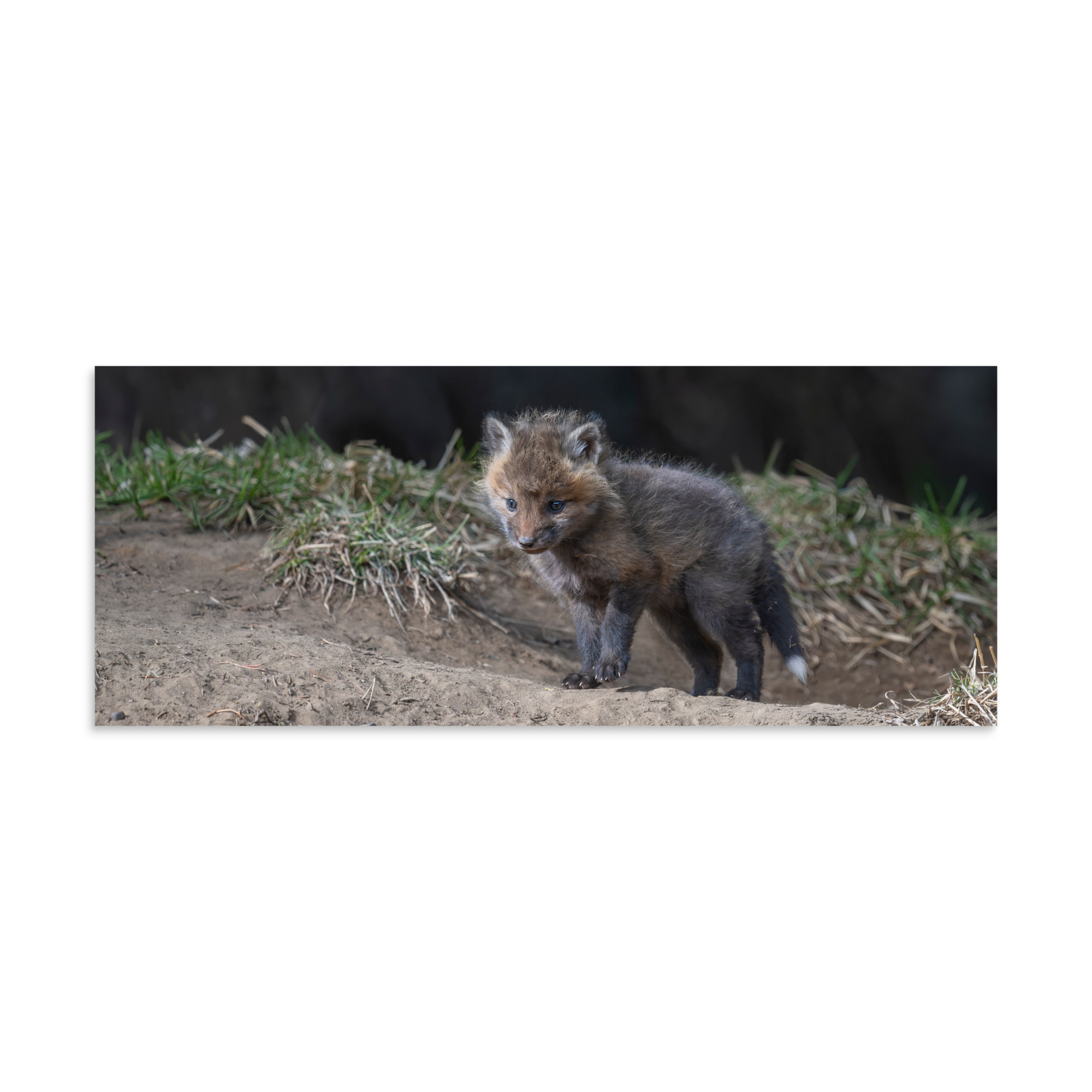 Just checking Baby Red fox! Photo paper poster - Image 23
