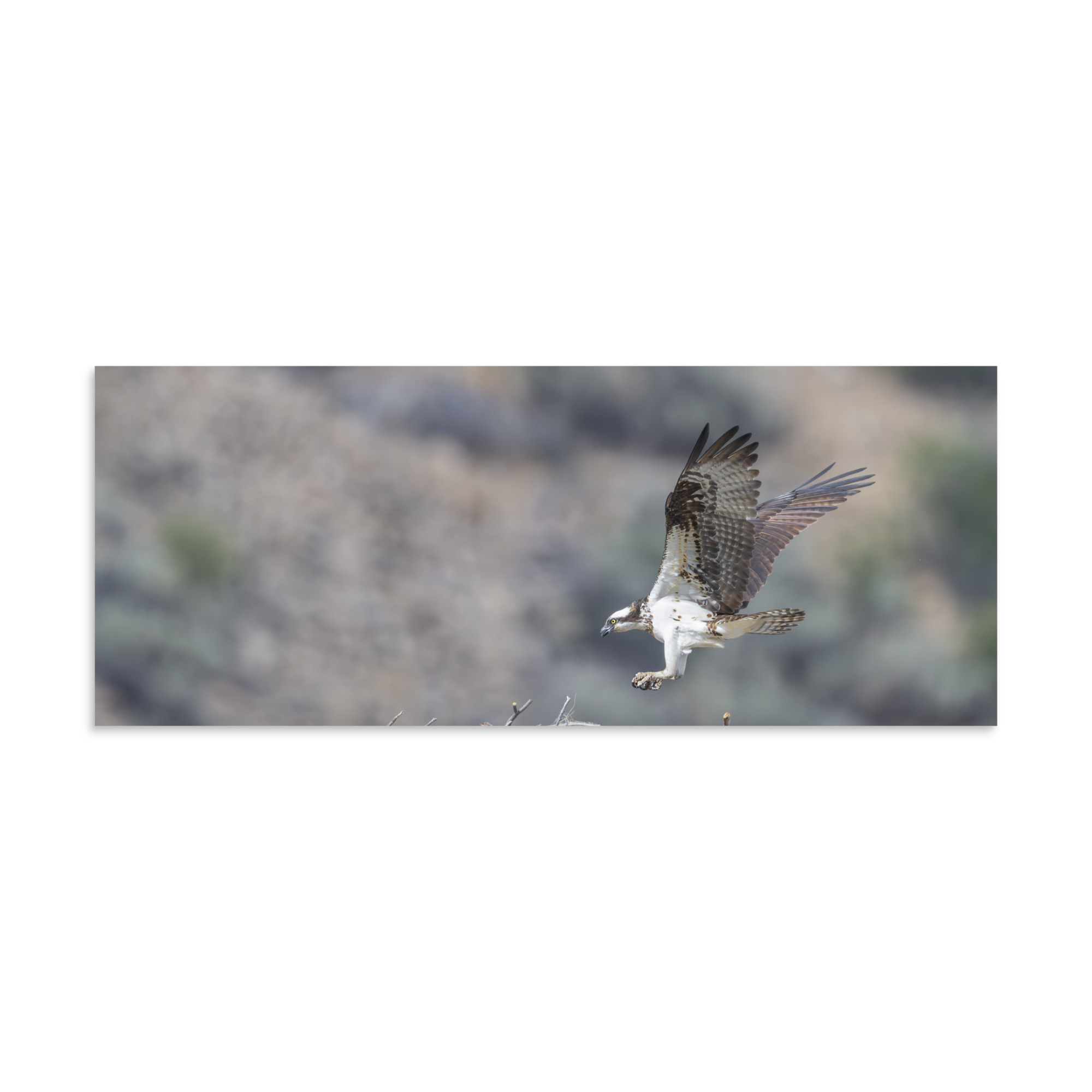 Osprey Landing on its nest! Photo paper poster - Image 23