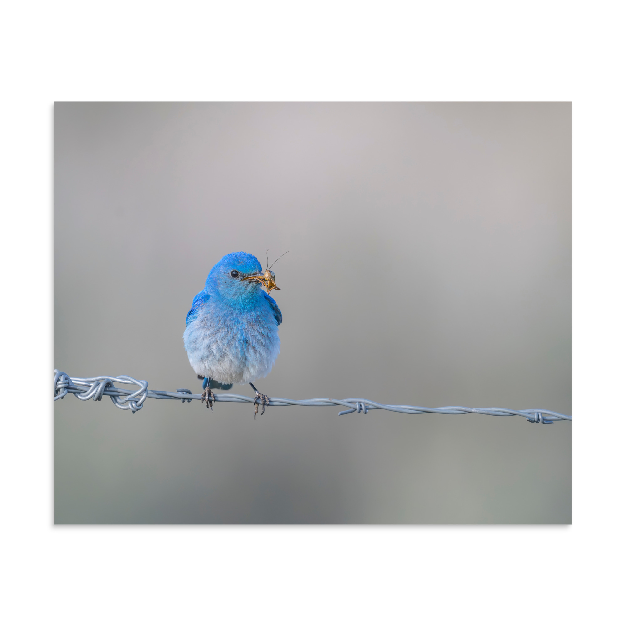 Mountain Blue Bird! Photo paper poster - Image 24
