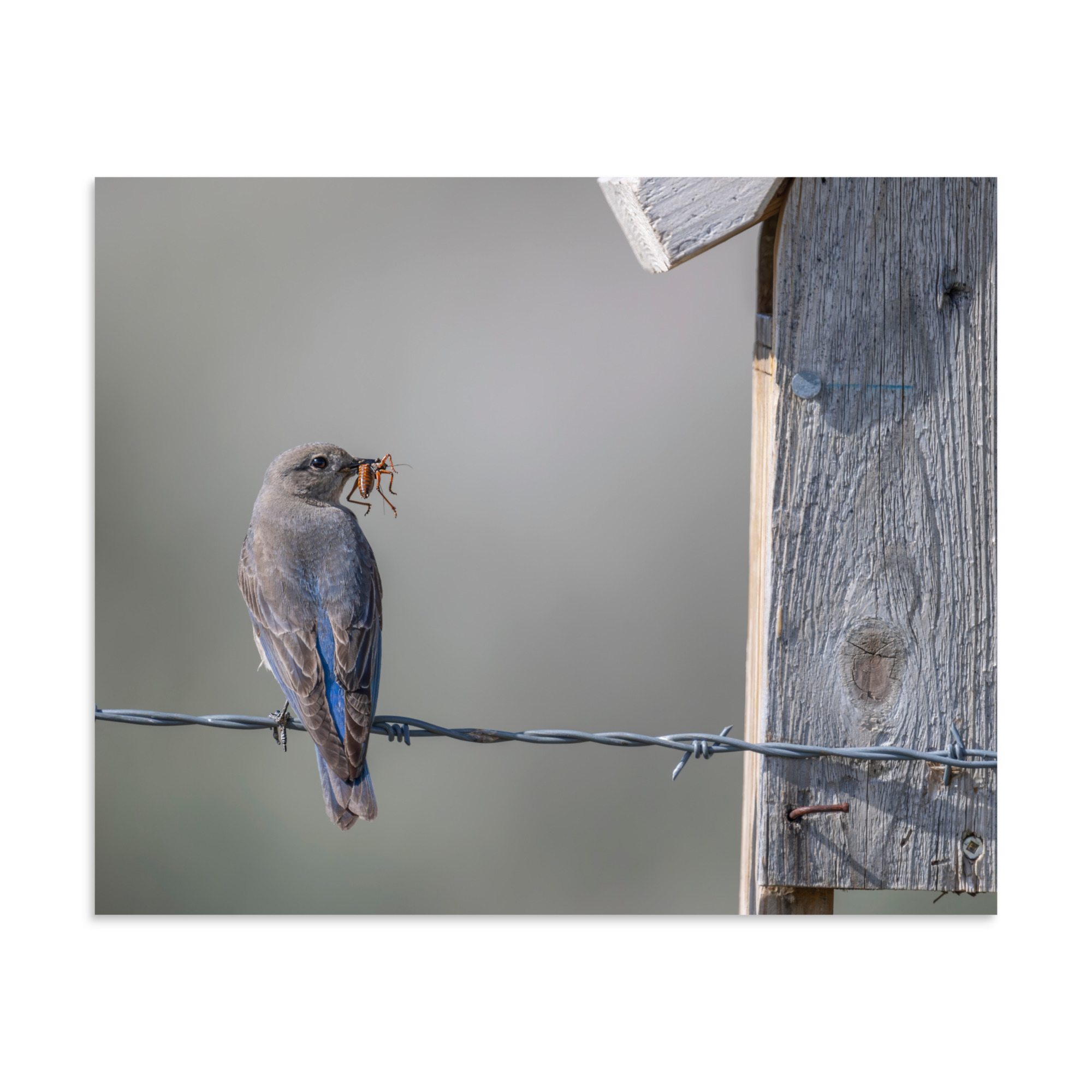 Mama Mountain bluebird with food! Photo paper poster - Image 23