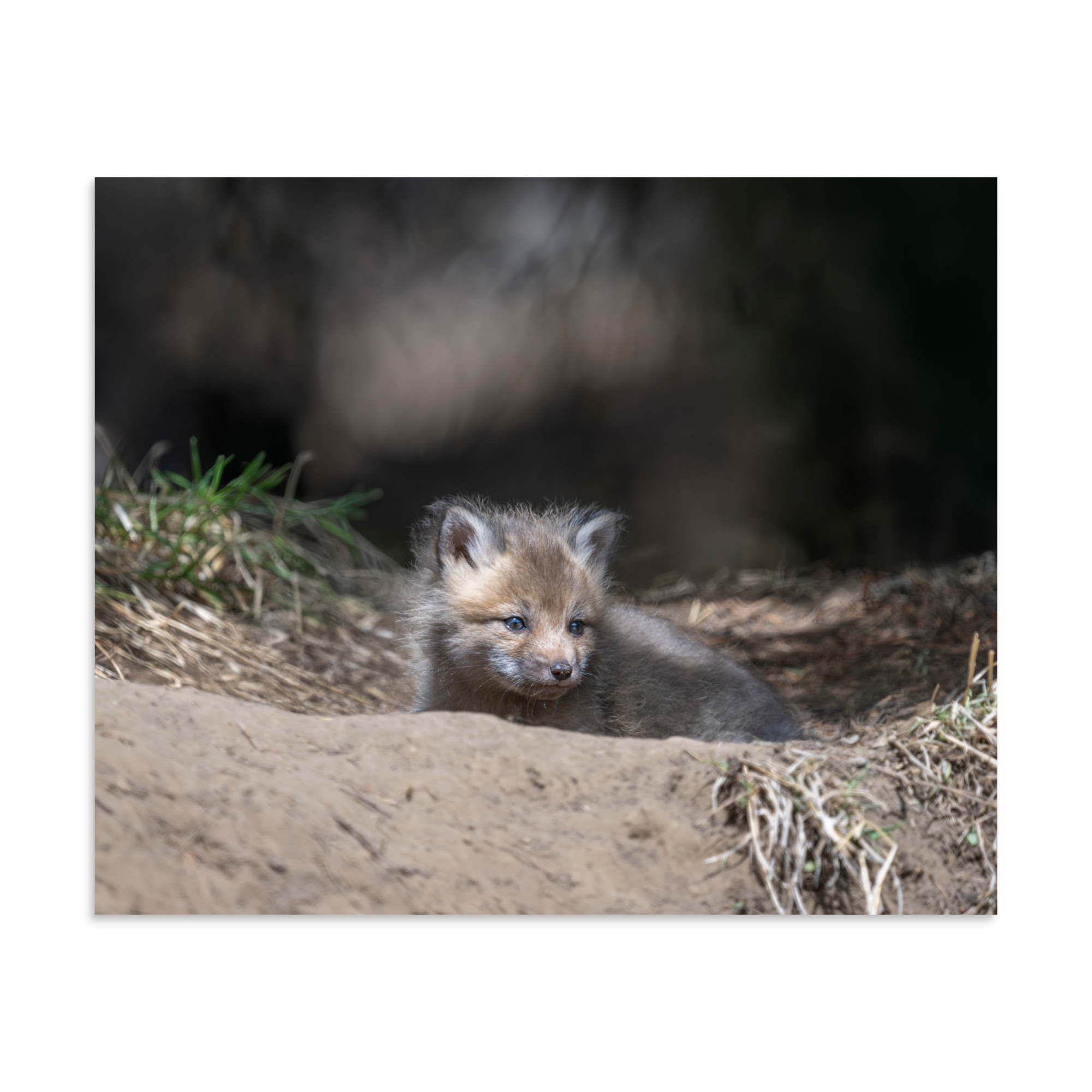 Baby Red fox waiting for Mom! Photo paper poster - Image 24