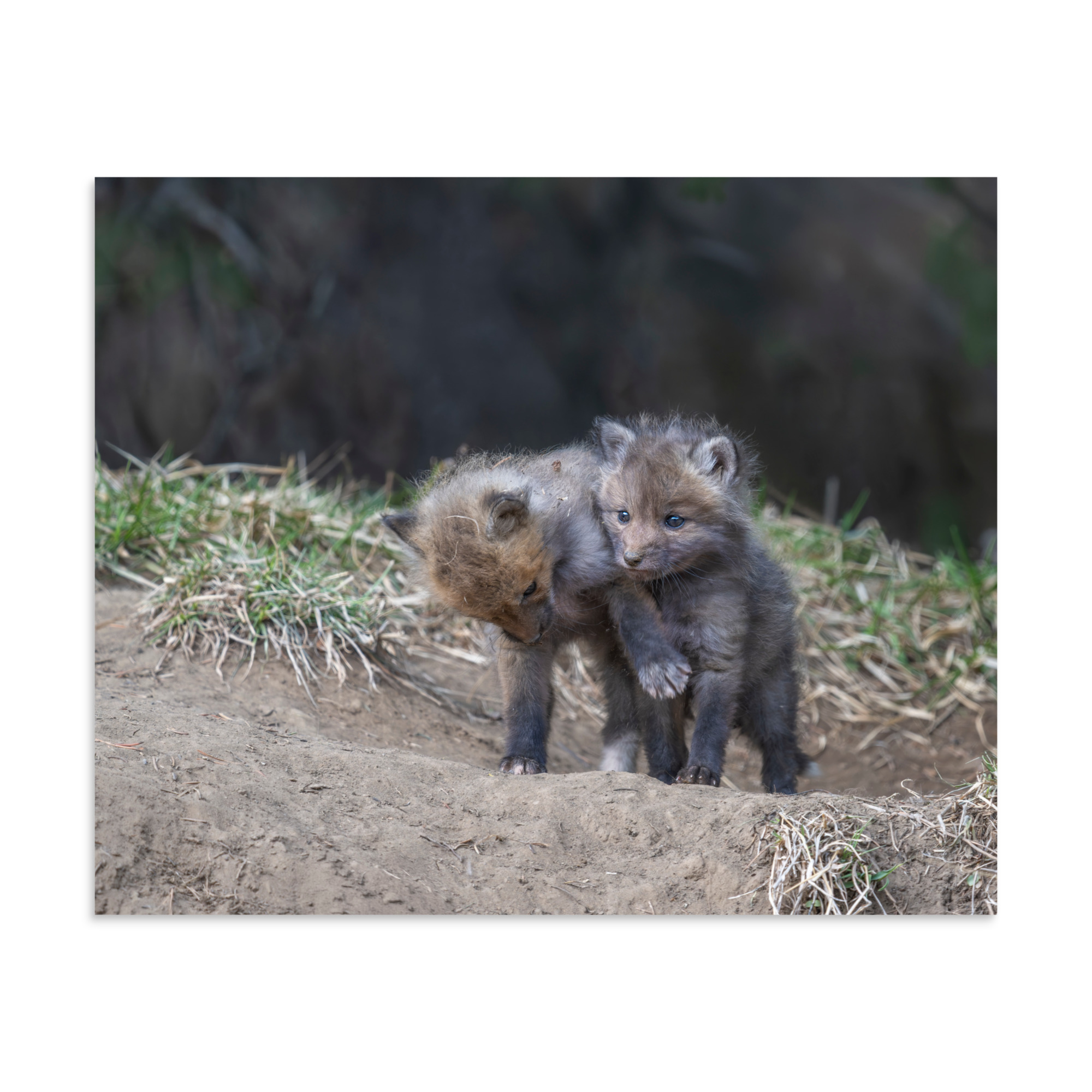 Brothers in Arms Red fox kits! Photo paper poster - Image 24