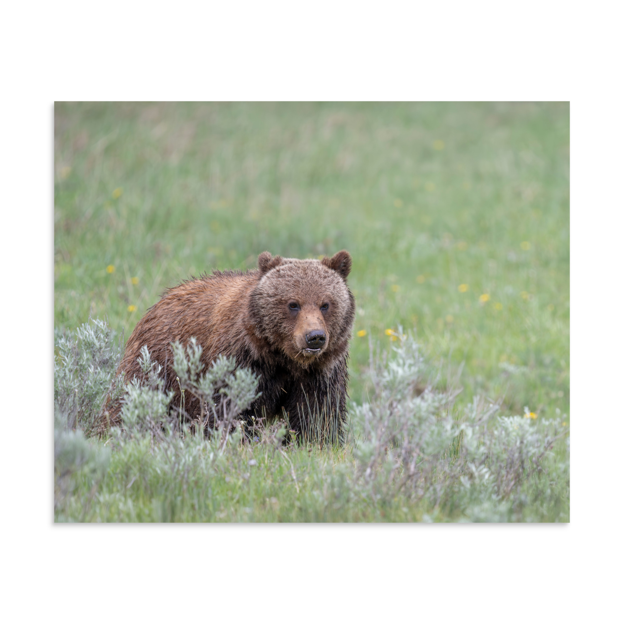 Hungry Grizzly in a Meadow! Photo paper poster - Image 24