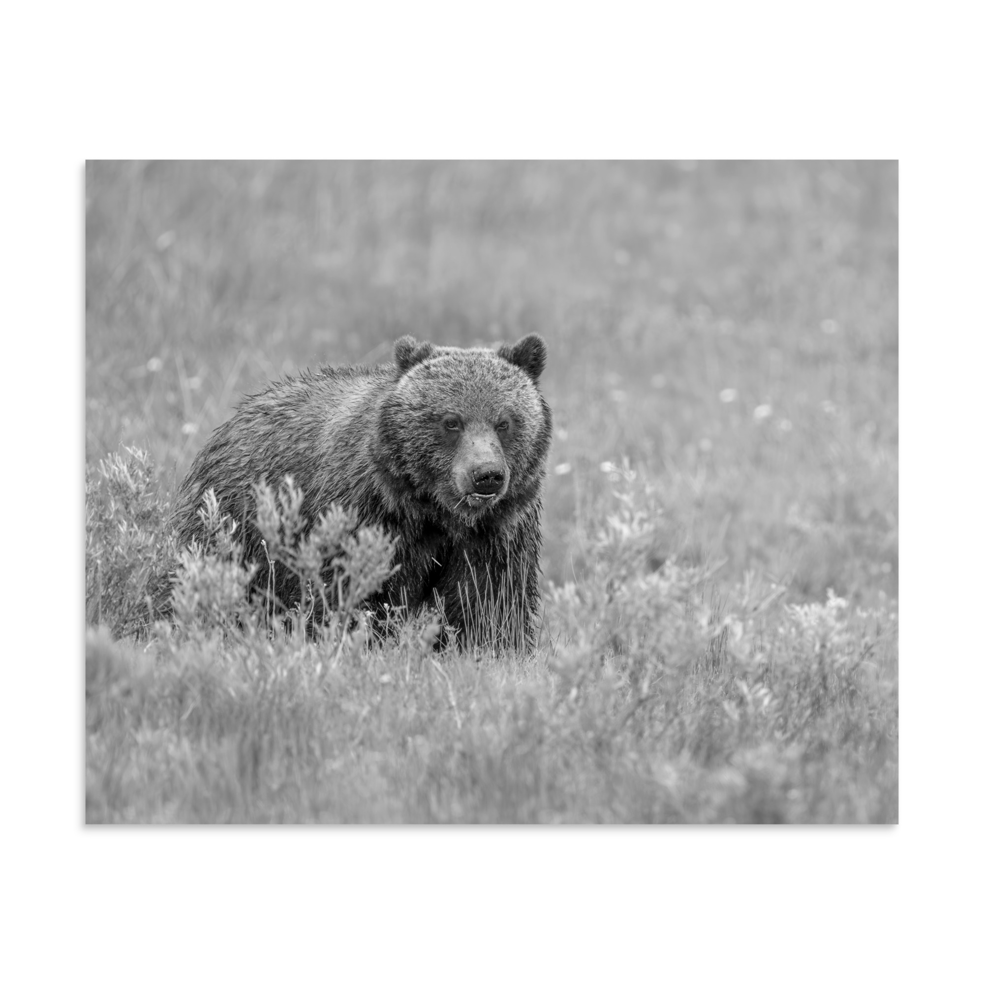 Hungry Grizzly in a Meadow! Monochrome Photo paper poster - Image 24